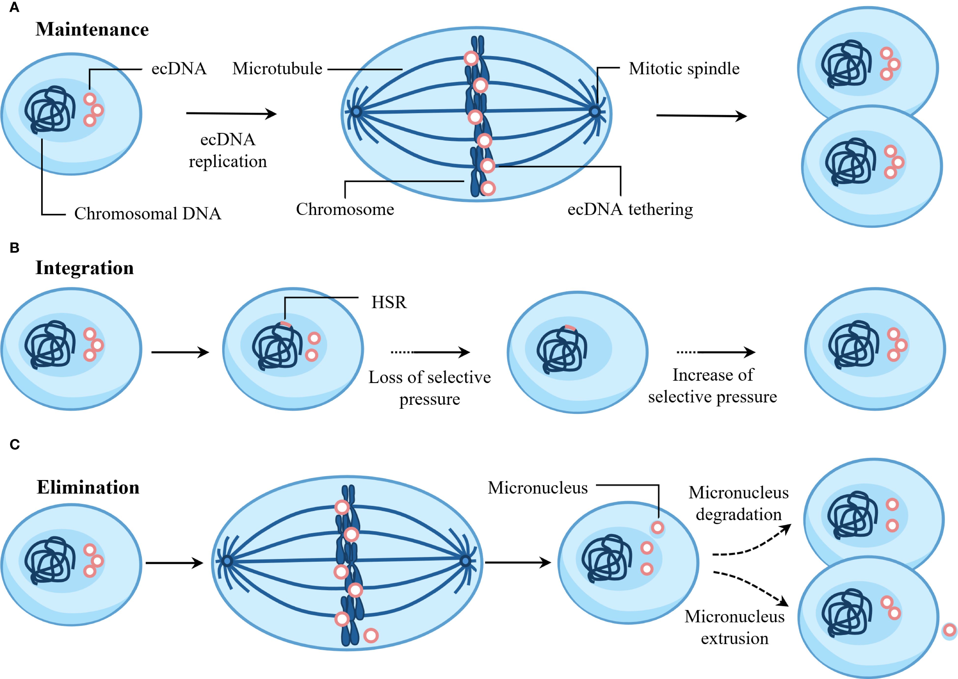 Diagram illustrating three models of ecDNA behavior: A) Maintenance shows ecDNA replication and tethering to chromosomes during mitosis, resulting in daughter cells with ecDNA. B) Integration depicts ecDNA incorporation into chromosomes forming HSR, influenced by selective pressure. C) Elimination demonstrates the formation of micronuclei during mitosis, leading to ecDNA degradation or extrusion.