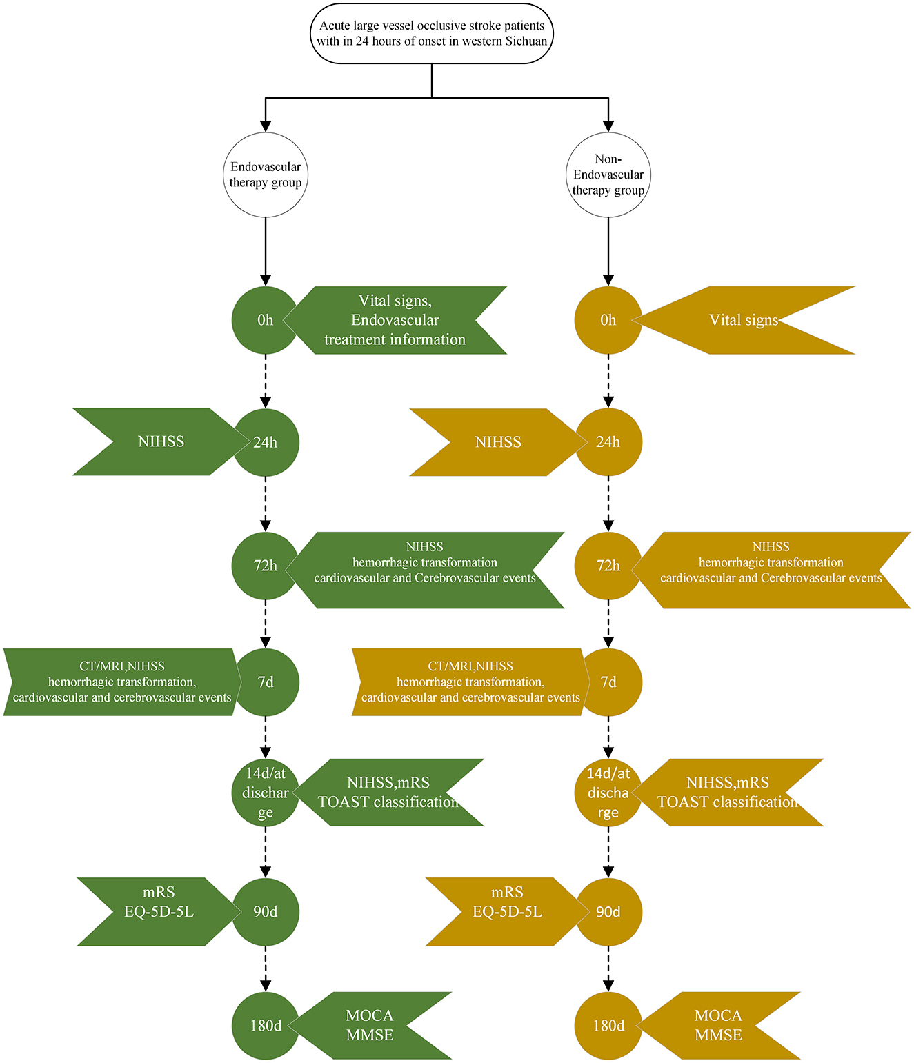 Flowchart comparing endovascular and non-endovascular therapy for acute large vessel occlusive stroke patients in western Sichuan. Both groups are evaluated at intervals: 0, 24, 72 hours; 7, 14 days; 90, 180 days. The chart details measurements like NIHSS, mRS, and other assessments at each stage.
