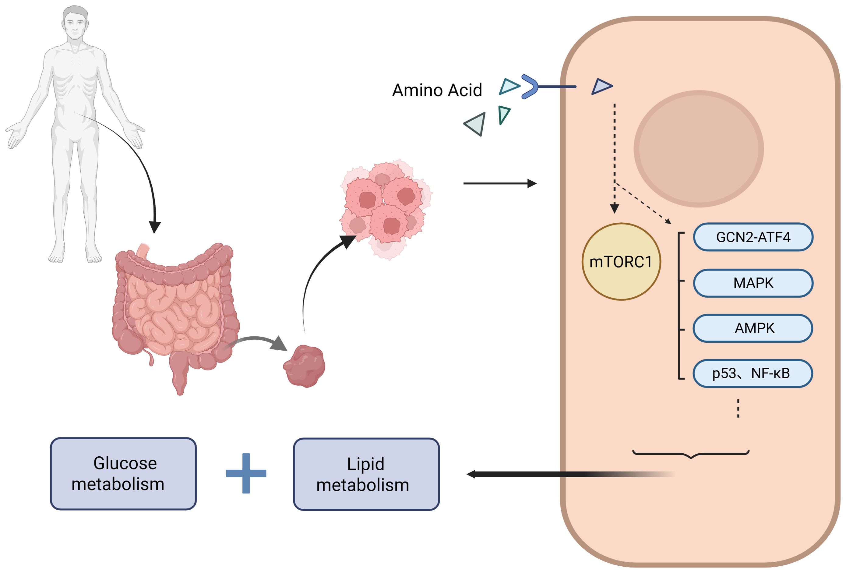 Diagram illustrating amino acid signaling in human metabolism. Amino acids impact glucose and lipid metabolism via pathways involving mTORC1, GCN2-ATF4, MAPK, AMPK, p53, and NF-kB, starting from the intestines to cellular processes.