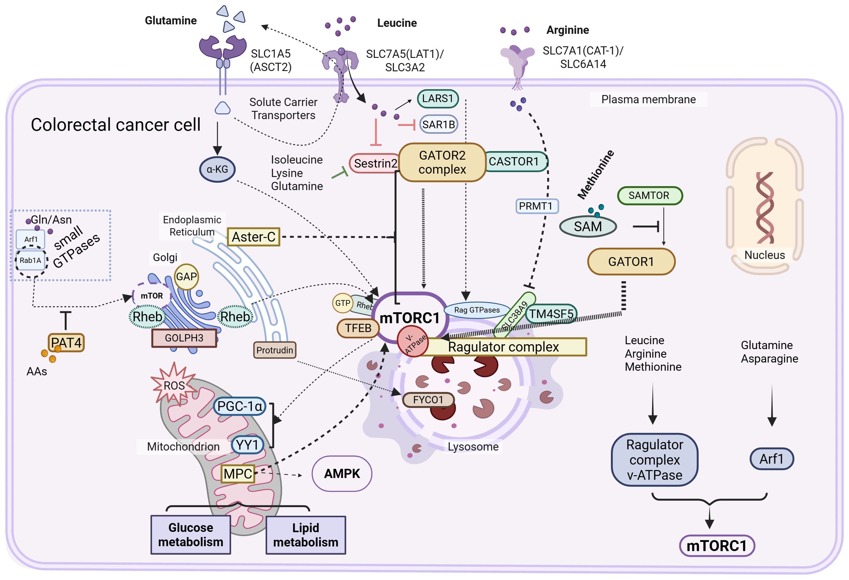 Diagram illustrating pathways in a colorectal cancer cell related to mTORC1 signaling. It shows amino acid transport, including glutamine, leucine, and arginine, into the cell via solute carrier transporters. Key complexes like GATOR2 and GATOR1 regulate mTORC1 activity. Additional pathways involving the Golgi, mitochondria, and lysosomes affect glucose and lipid metabolism. Various proteins and complexes such as SAMTOR, TM4SF5, and PRMT1 interact with mTORC1, impacting cellular functions and protein synthesis.