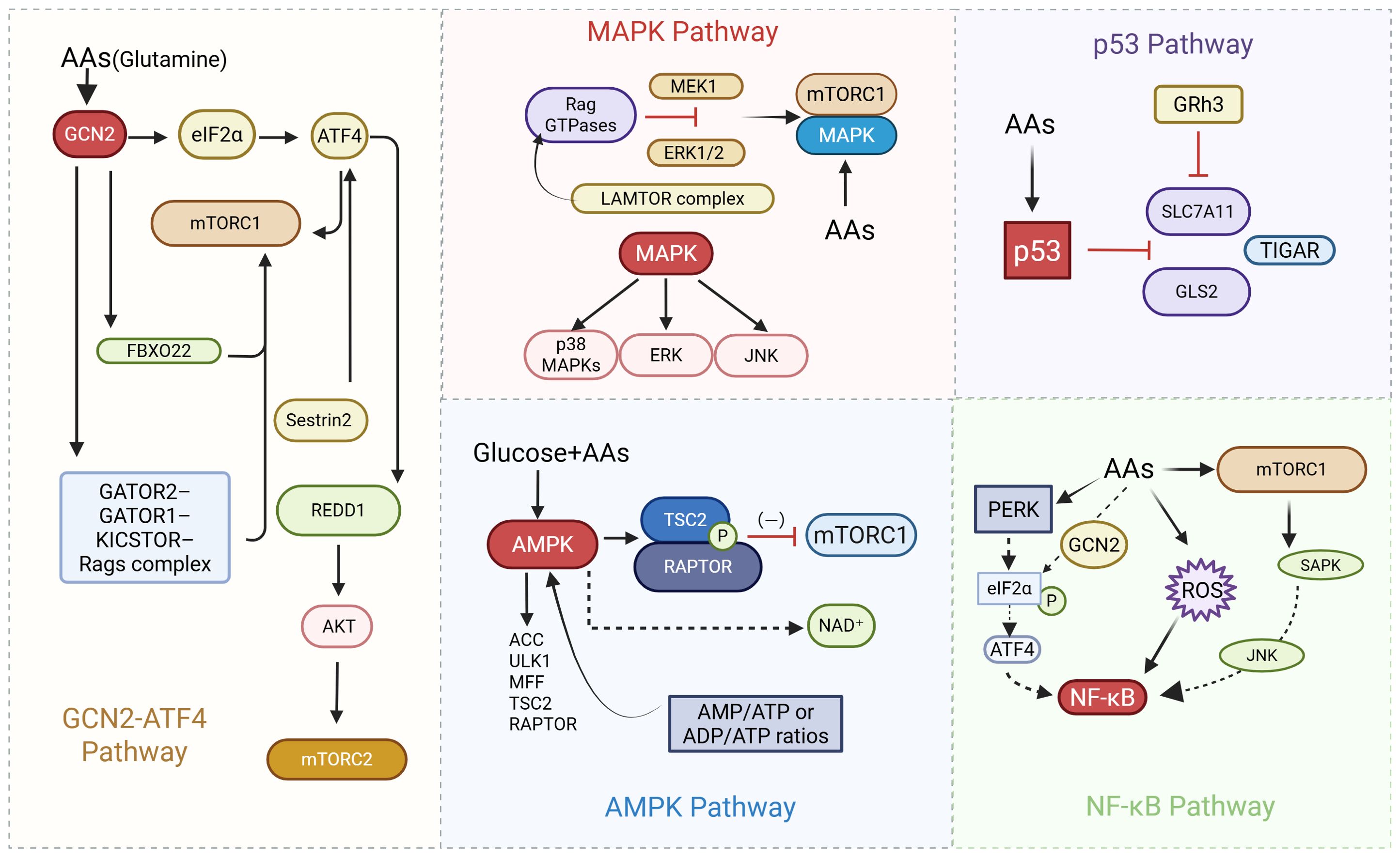 Diagram illustrating various cellular signaling pathways. The GCN2-ATF4, MAPK, p53, AMPK, and NF-kB pathways are depicted with interactions involving amino acids, mTORC1, and other proteins. Arrows indicate activation or inhibition. Notably, the MAPK pathway involves MAPK, ERK, and JNK, while the AMPK pathway involves AMPK, TSC2, and RAPTOR. The p53 pathway shows p53 interacting with SLC7A11 and GLS2. The NF-kB pathway includes PERK, eIF2α, and ROS. Each section is color-coded and labeled.