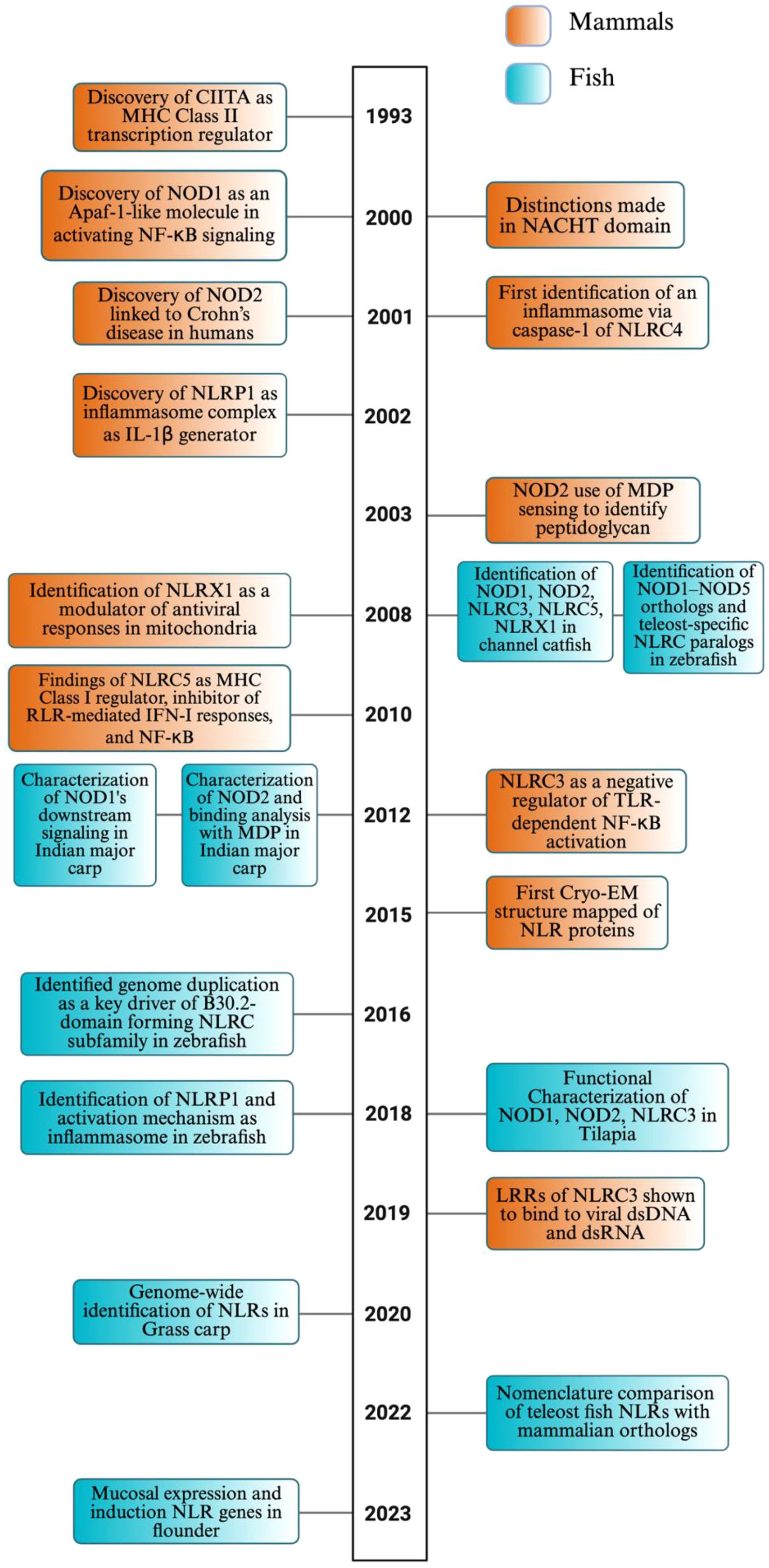 Timeline infographic detailing discoveries related to NLRs in mammals and fish from 1993 to 2023. Key events include the discovery of CIITA as an MHC Class II regulator in 1993, the first identification of an inflammasome via caspase-1 in 2001, and genome-wide identification of NLRs in grass carp in 2020. Events are color-coded: orange for mammals and blue for fish.