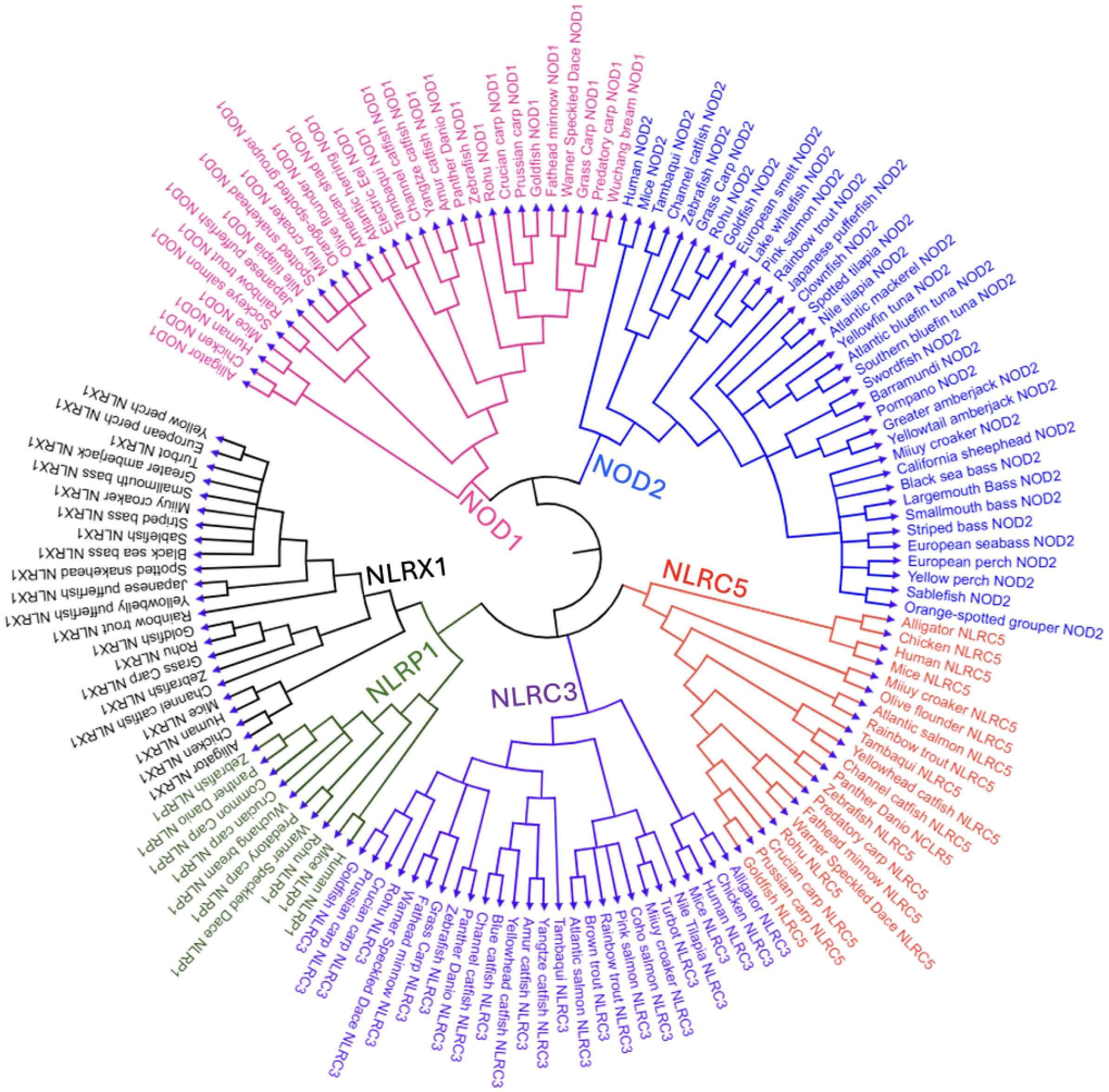 Circular phylogenetic tree depicting the relationships among different species labeled with gene types: NOD1, NOD2, NLRC5, NLRC3, NLRX1, and NLRP1, color-coded in pink, blue, orange, purple, black, and green respectively. Species names and corresponding NLR gene types are shown on the branches.