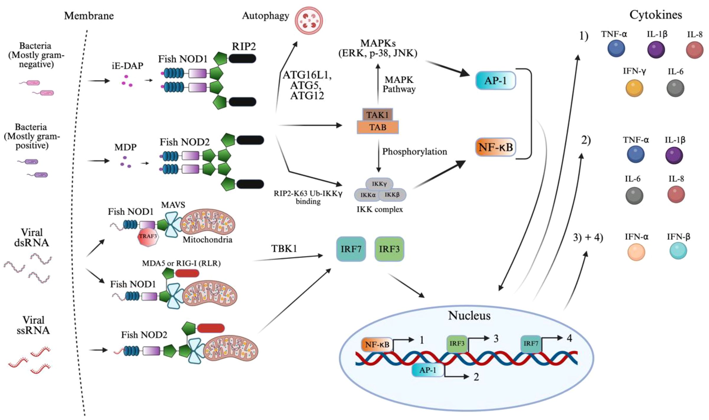 Diagram illustrating the immune signaling pathways in fish involving NOD1, NOD2, MAVS, and pathways leading to cytokine production. Bacteria and viral RNA initiate pathways via NODs and MAVS, leading to autophagy, MAPK, and IKK complex activation. This results in transcription factor activation (AP-1, NF-kB, IRF3, IRF7) and cytokine production (TNF-α, IL-1β, IL-8, IFN-γ, IL-6, IFN-α, IFN-β). The nucleus shows interaction of these transcription factors with DNA, illustrating gene expression modulation. Bacteria and viral RNA are shown influencing these processes.