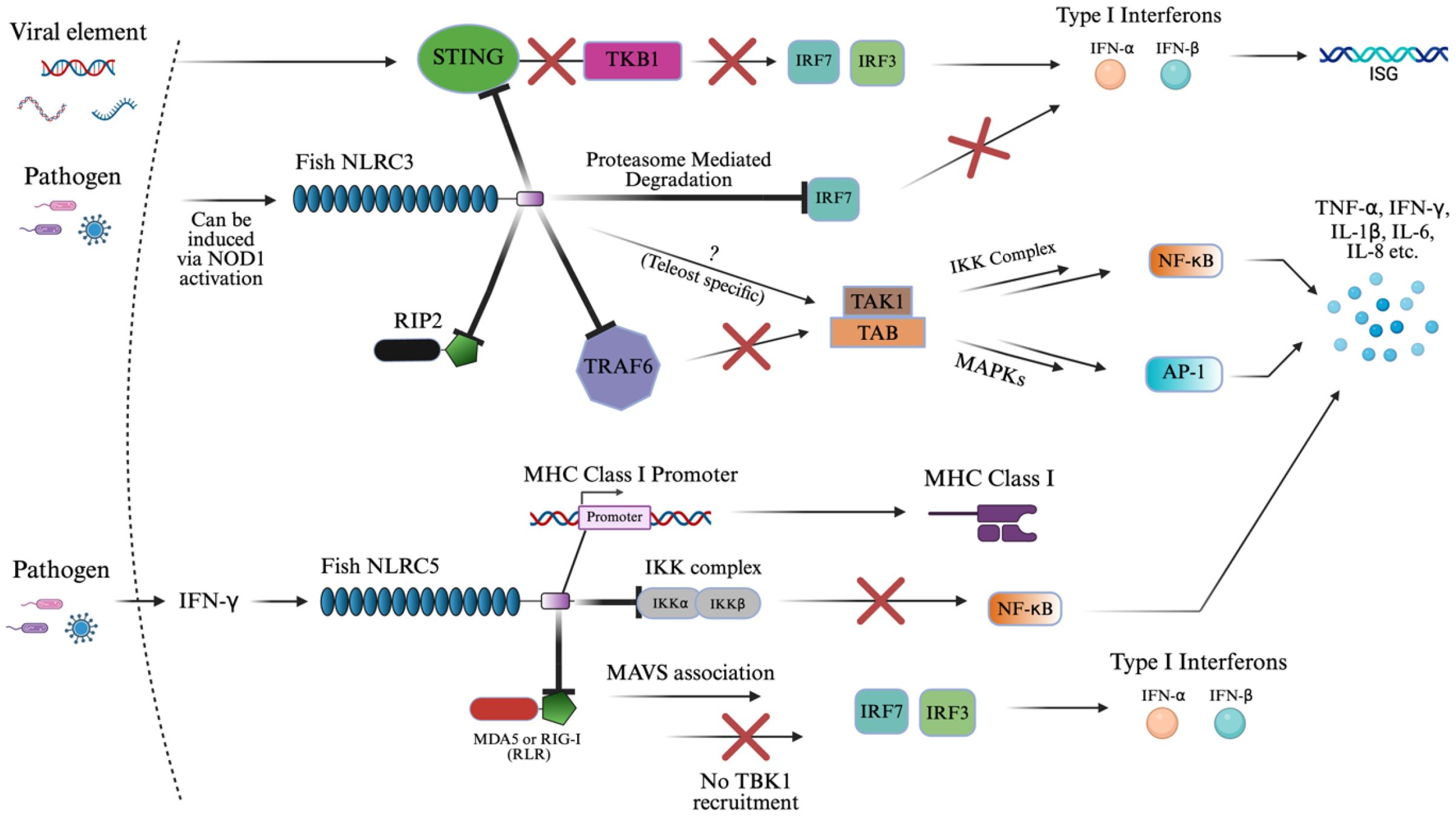 Diagram showing the immune response pathways in fish involving NLRC3 and NLRC5. Pathogens activate NLRC3 via NOD1, inhibiting TBK1 and influencing IRF3/7, STING, TRAF6 leading to type I interferons and cytokines. NLRC5 impacts MHC Class I expression through NF-κB and MAPKs. Both pathways differentiate in their interaction with IFN-γ and viral elements.