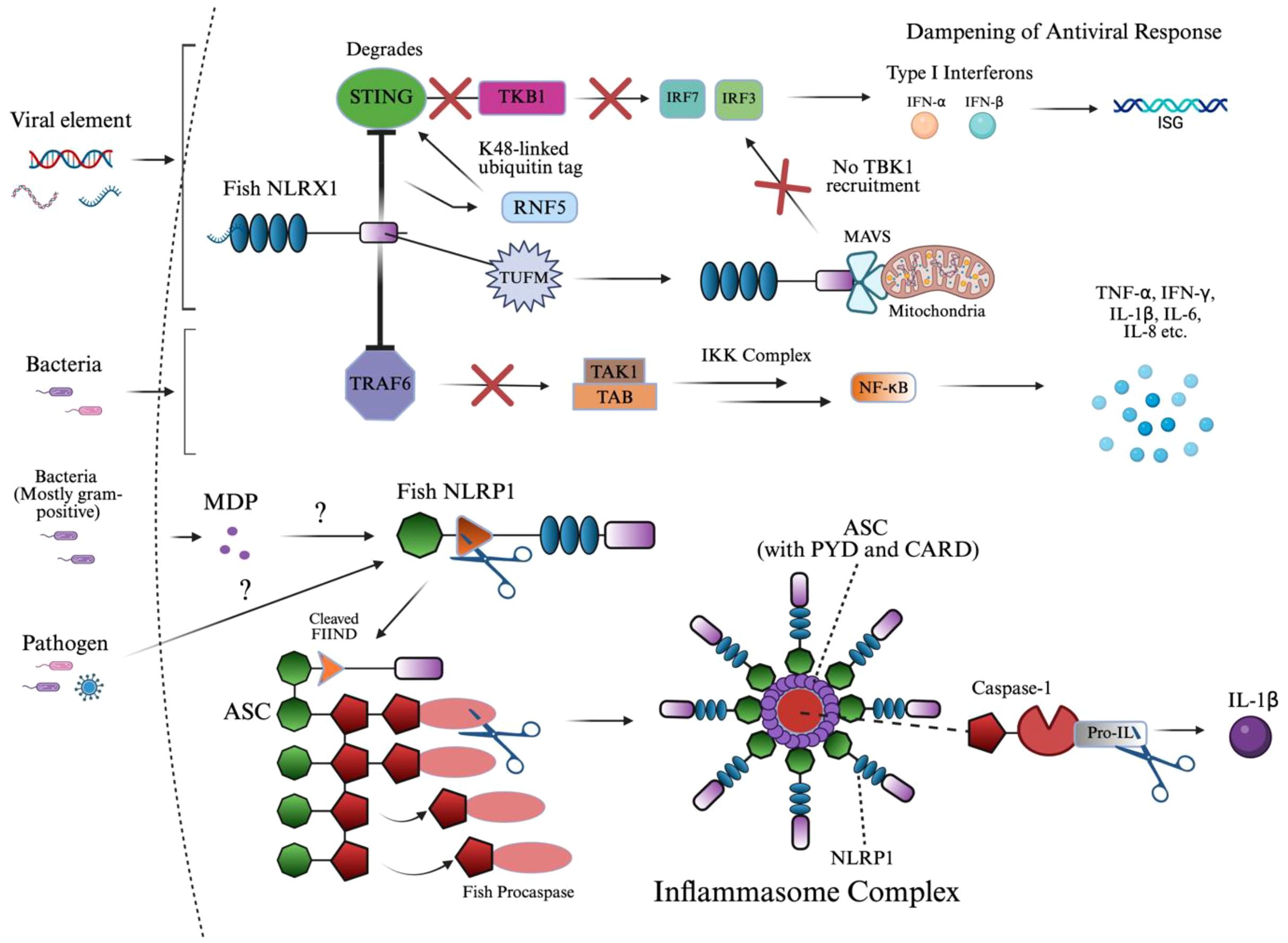 Diagram illustrating the interaction of NLRX1 and NLRP1 in fish immune response pathways. Viral and bacterial elements lead to different outcomes. NLRX1 degrades STING via RNF5, inhibiting antiviral responses, while NLRP1 and ASC form an inflammasome complex, activating Caspase-1 and releasing IL-1β.