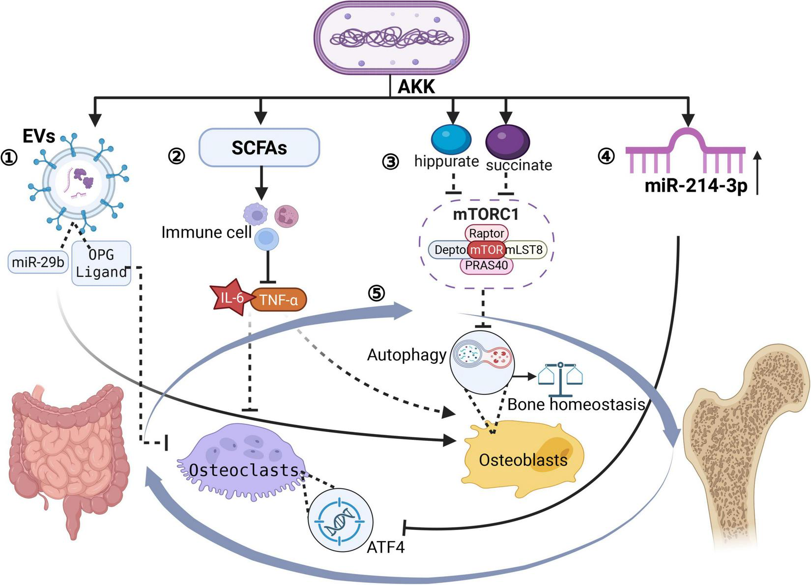 Diagram illustrating factors affecting osteoporosis through gut-related processes. Key components affecting bone formation and resorption include metabolite regulation, immune regulation, gut-bone axis, mechanical loading/estrogen, A. muciniphila translocation, host metabolism, novel materials, and gut-muscle axis. Annotations explain interactions and impacts on bone health, such as promoting bone formation, enhancing mineralization, and improving insulin sensitivity. A bone illustration highlights the balance between formation and resorption.
