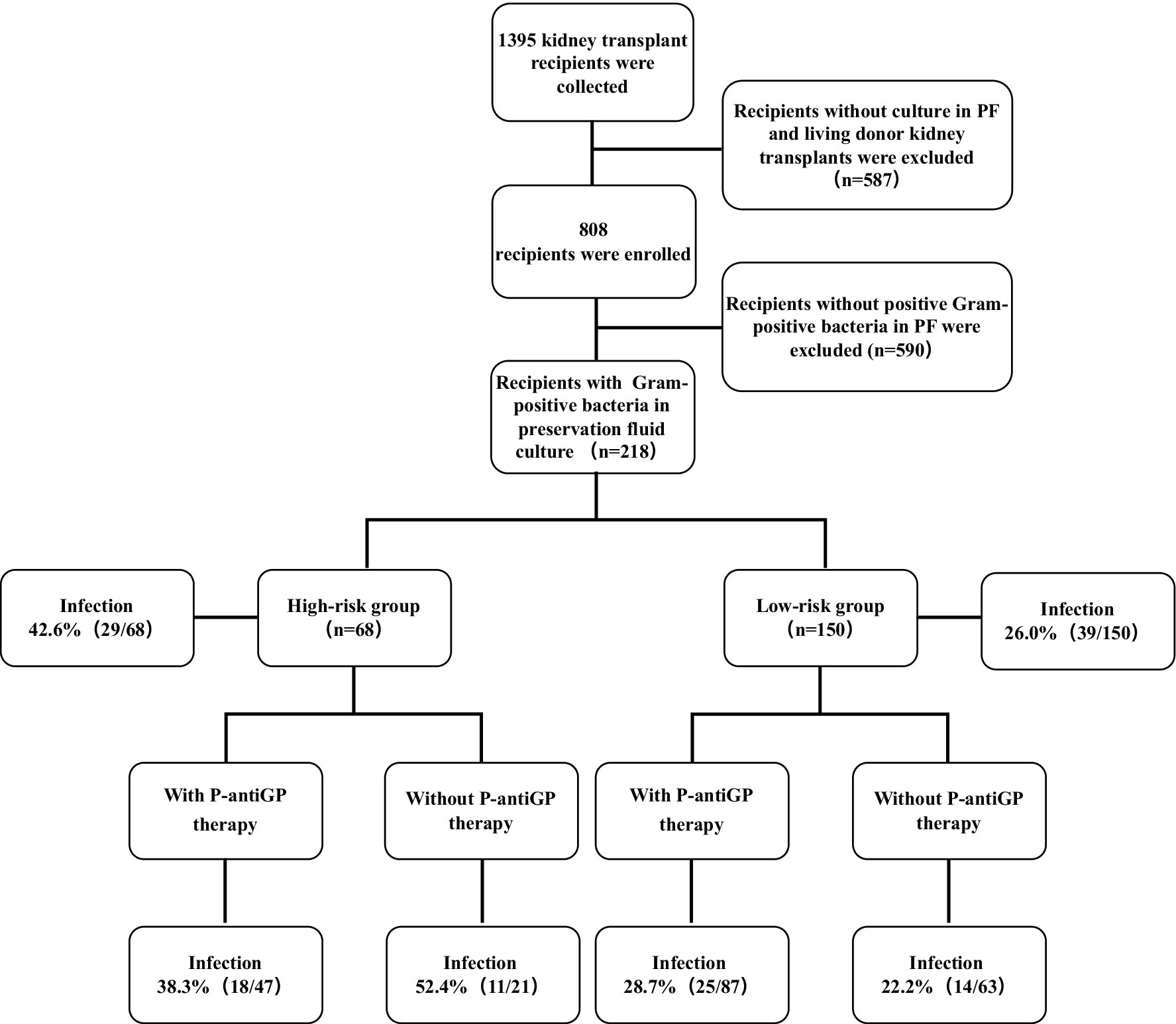 Flowchart of kidney transplant recipients with Gram-positive bacteria. From 1,395 recipients, 587 were excluded due to no culture in preservation fluid. Of the 808 enrolled, 590 were excluded for no positive Gram-positive bacteria. Among 218 recipients, 68 were high-risk (42.6% infection rate) and 150 were low-risk (26% infection rate). High-risk with therapy had 38.3% infection; without therapy, 52.4%. Low-risk with therapy had 28.7% infection; without therapy, 22.2%.