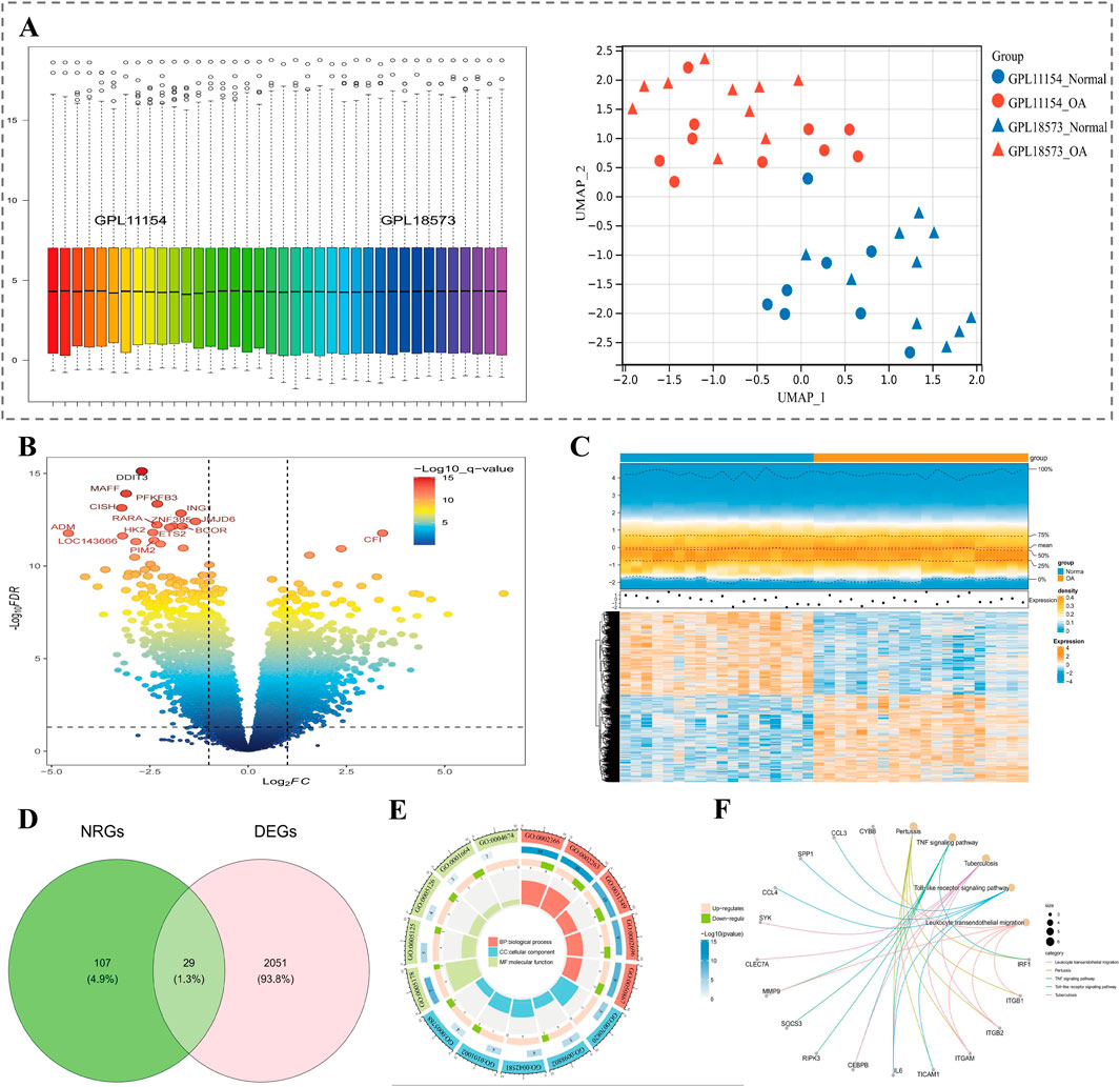 Panel of six scientific data visualizations labeled A to F. A: Bar charts and UMAP plot showing data from two groups (GPL11154, GPL18573) with normal and OA conditions. B: Volcano plot displaying gene expression changes, with highlighted significant genes. C: Heatmap illustrating gene expression levels across samples with a color gradient from blue to orange. D: Venn diagram showing overlap between NRGs and DEGs. E: Circular plot depicting functional enrichment of genes in various biological pathways. F: Network diagram illustrating gene interactions within signaling pathways.