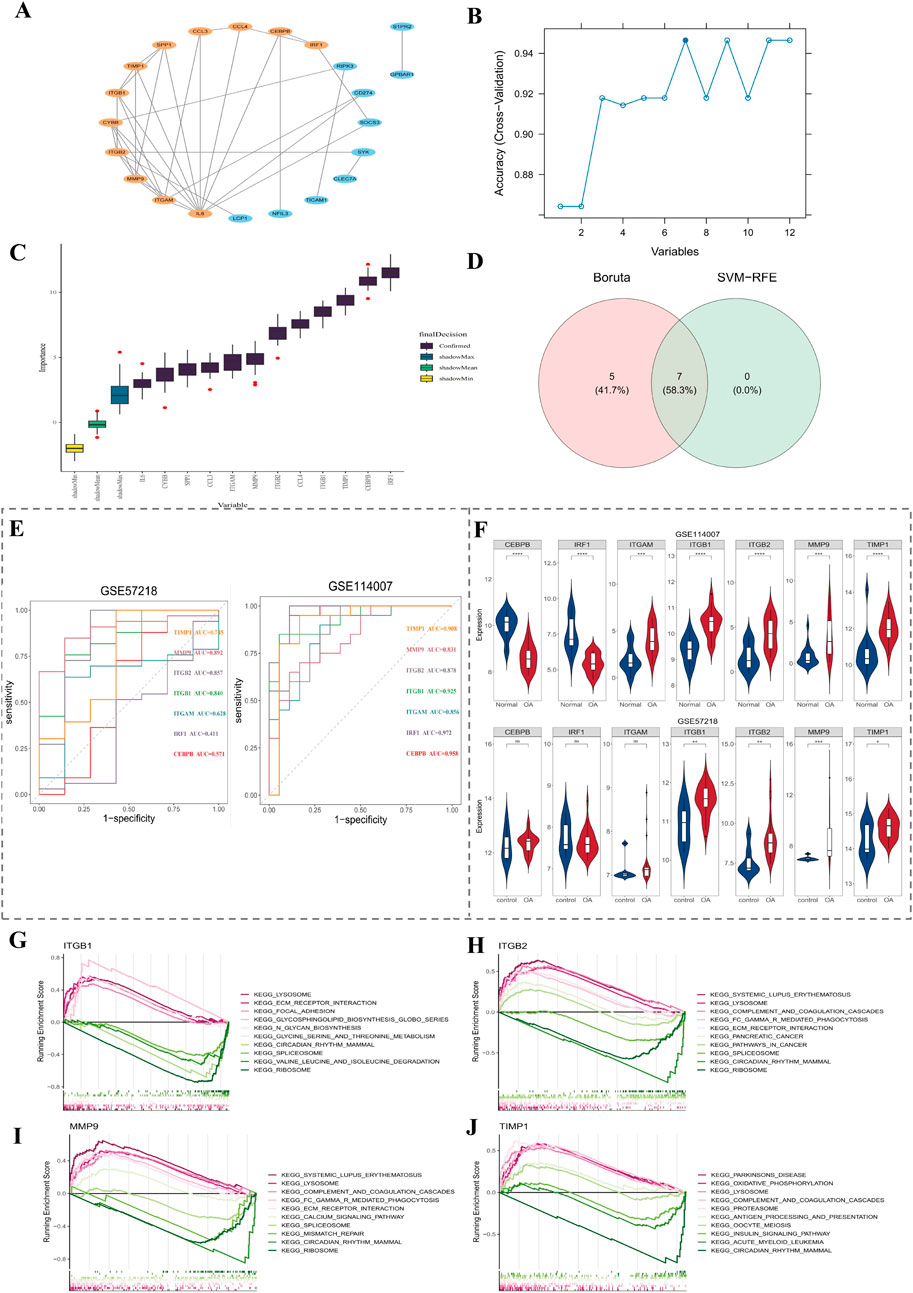 Composite image with multiple panels:A. Network diagram illustrating interactions between various genes, visually connected by lines.B. Line graph showing accuracy versus the number of variables with an upward trend.C. Box plot displaying gene expression data across different samples.D. Venn diagram showing overlap between Boruta and SVM-RFE variable selection methods with numerics.E. Two ROC curves for datasets GSE57218 and GSE114007 indicating sensitivity and specificity metrics.F. Violin plots displaying gene expression levels for different conditions within datasets GSE114007 and GSE57218.G-J. Line graphs for genes ITGB1, ITGB2, MMP9, and TIMP1 showing enrichment scores across various pathways.