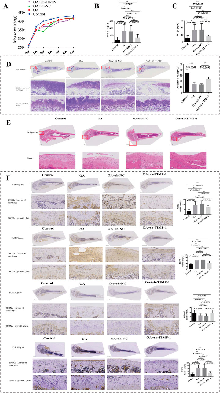 A composite image shows various analyses of mouse models with different treatments. Panel A displays a line graph of mouse weight over six weeks among groups: OA plus sh-TIMP-1, OA plus sh-NC, OA, and Control. Panels B and C present bar graphs measuring TNF-α and IL-1β levels, respectively, with statistical significance indicated. Panels D, E, and F include histological sections of mouse cartilage under different magnifications, comparing Control, OA, OA plus sh-NC, and OA plus sh-TIMP-1 groups. Each section features a bar graph indicating statistical data for positive areas or protein expressions.