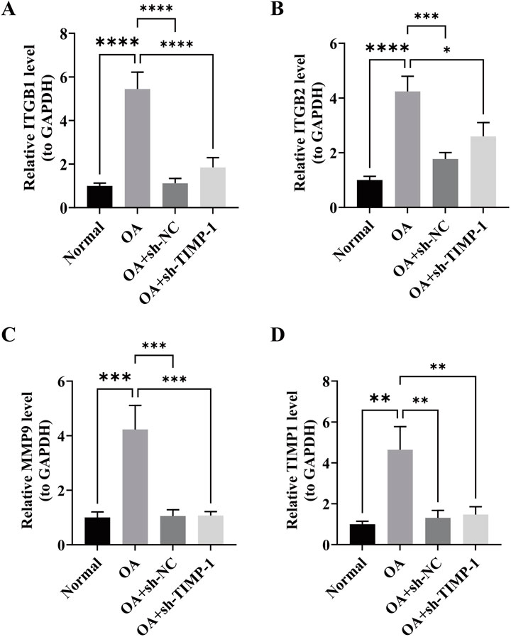 Bar graphs labeled A to D show the relative levels of ITGB1, ITGB2, MMP9, and TIMP1 compared to GAPDH in different conditions: Normal, OA, OA plus sh-NC, and OA plus sh-TIMP-1. Significant differences are indicated with asterisks. Graph A shows the highest level in OA with significant reductions in treated groups. Graph B shows similar trends. Graph C also reveals a high OA level with reductions in treatments. Graph D indicates elevated TIMP1 in OA and lower levels in treatments.
