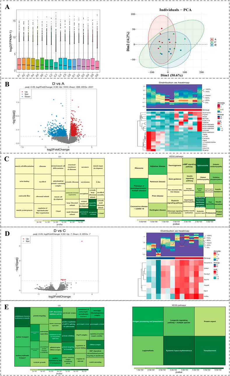 Panel A shows a box plot and PCA plot depicting gene expression data across samples. Panel B includes a volcano plot and heatmap for differential expression analysis between groups D and A, showing significant genes in red and blue. Panel C displays GO and KEGG pathway enrichment analysis with color-coded rectangles representing p-values. Panel D presents a volcano plot and heatmap for comparisons between groups D and C, highlighting fewer significant genes. Panel E illustrates GO and KEGG pathway enrichments, with larger rectangles indicating more significant pathways. Each element is separated by dashed lines for clarity.