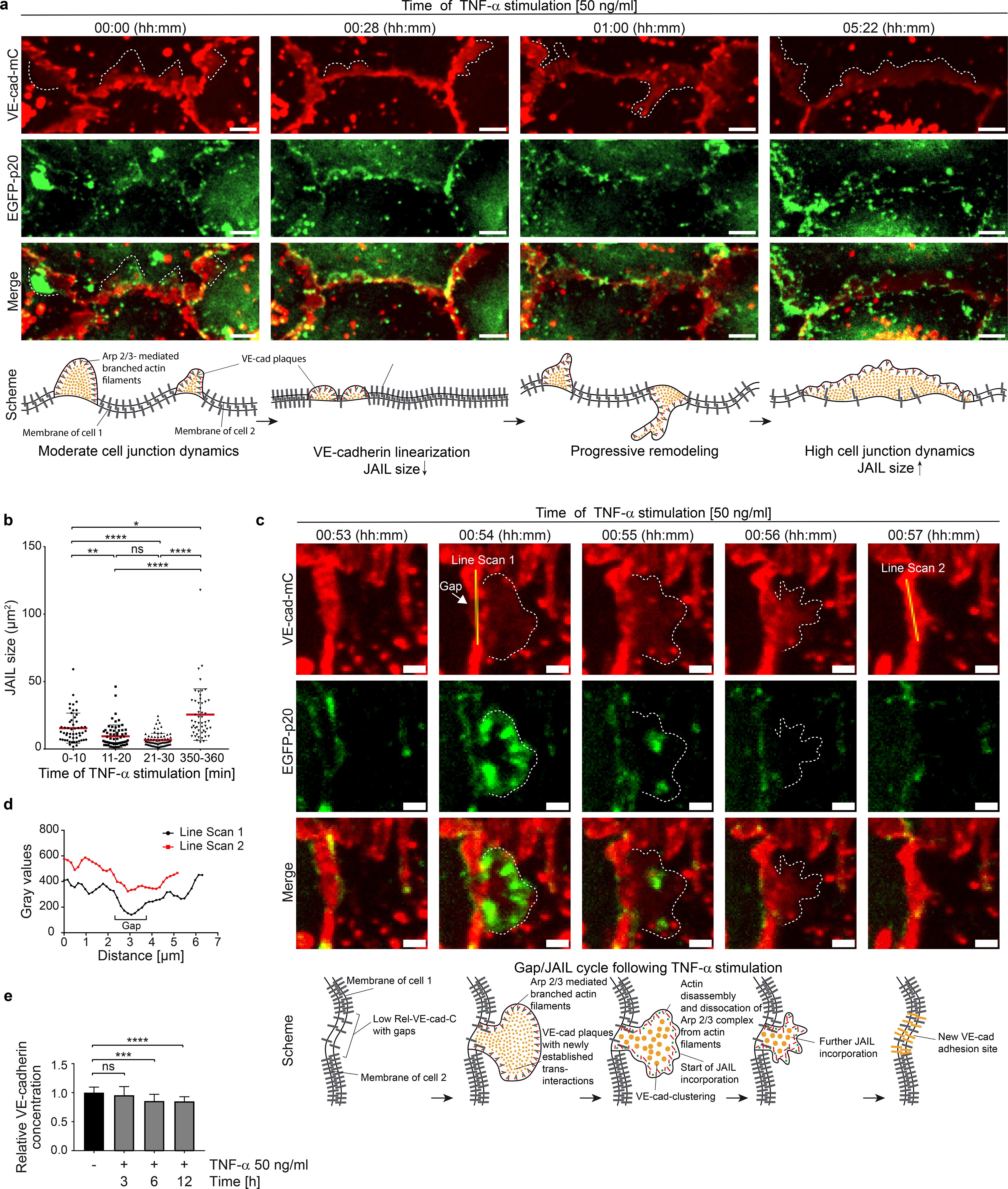 A series of images depicting cell junction dynamics under TNF-alpha stimulation. Panel (a) shows time-lapse images of VE-cadherin and EGFP-P2O, illustrating structural changes. A schematic diagram below explains junctional alterations and dynamics. Panel (b) displays a graph of JAIL size over different time points with statistical significance markers. Panel (c) includes further time-lapse images focusing on line scans of junctional gaps. Panel (d) presents a graph of gray values over distance. Panel (e) shows a bar graph of relative VE-cadherin concentration over time. Another schematic diagram explains the cycle of junction dynamics.