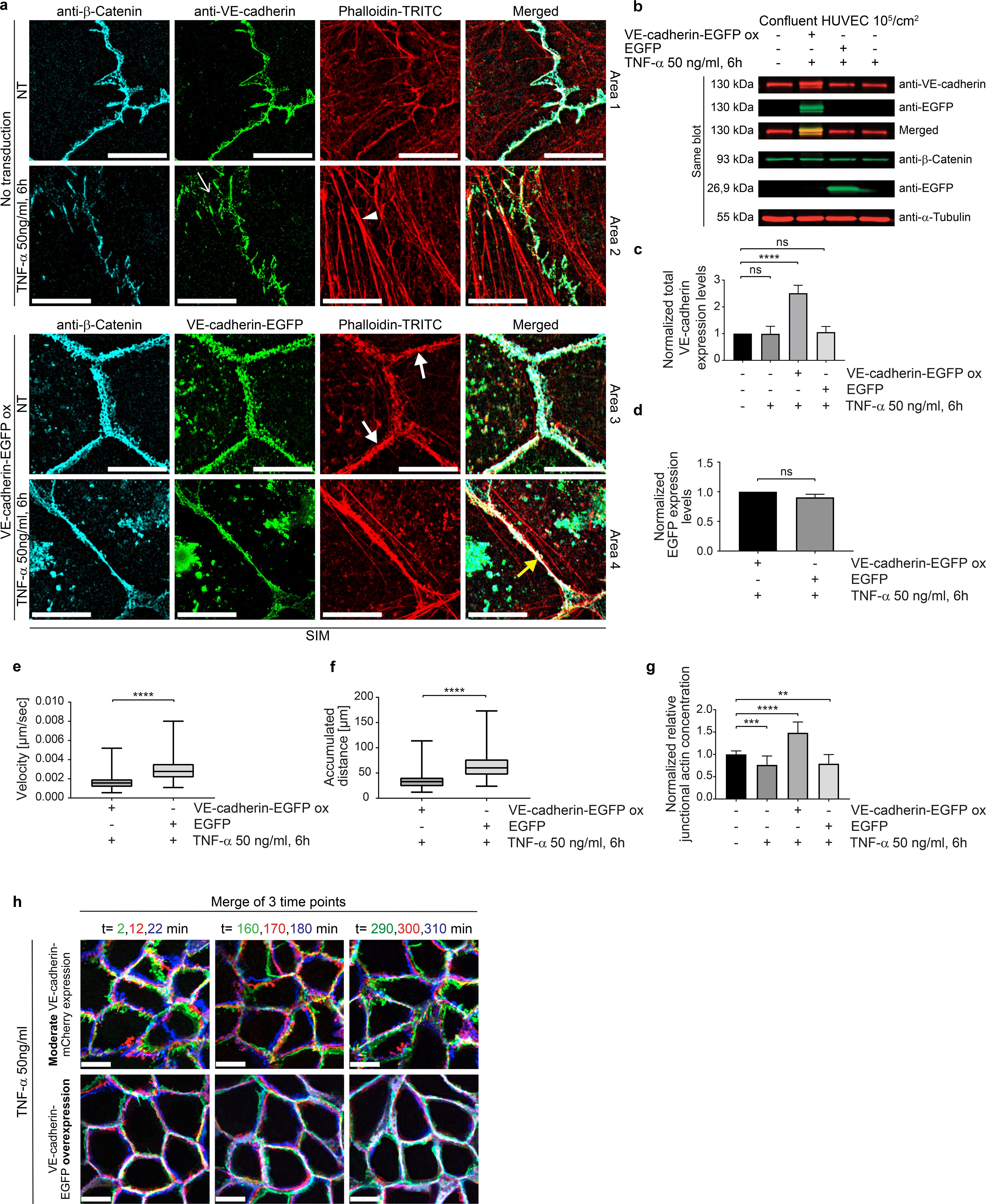 Scientific figure analyzing effects of TNF-alpha on cells. Panel (a) shows fluorescence microscopy images of cells labeled with anti-β-catenin, anti-VE-cadherin, and phalloidin-TRITC, with a merged view, under nontransduction and TNF-alpha conditions. Panel (b) displays Western blot results. Panels (c-g) present bar and box plots of normalized protein expression levels, velocity, accumulated distance, and junctional concentration with statistical significance markers. Panel (h) shows merged images of three time points comparing moderate and high VE-cadherin-EGFP expression under TNF-alpha treatment.