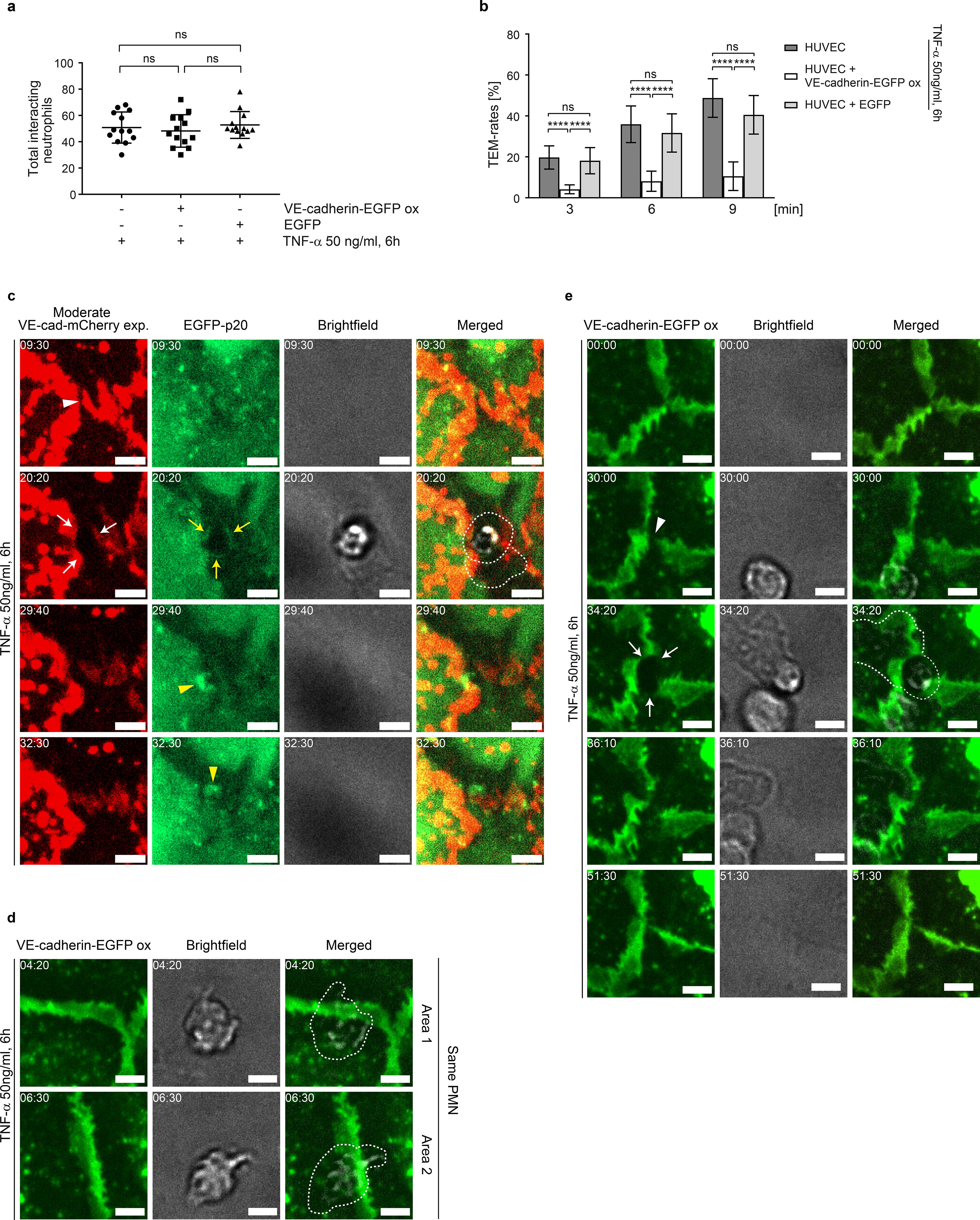 A multi-panel scientific figure includes charts and microscopy images. Panel (a) shows a dot plot comparing total interacting neutrophils under various conditions, with no significant differences. Panel (b) presents a bar graph showing TEER rate percentages over time, indicating significant differences between conditions. Panel (c) displays fluorescence microscopy images demonstrating VE-cadherin and EGFP expression, with different color merges. Panel (d) provides images showing VE-cadherin-EGFP expression and merging details at various timestamps. Panel (e) includes VE-cadherin-EGFP expression images with annotations showing cellular interactions, captured at different times.
