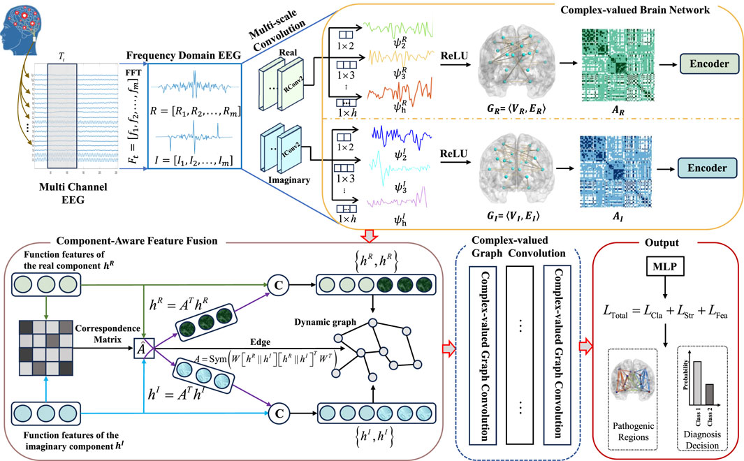 Flowchart illustrating a complex-valued brain network for EEG analysis. It begins with multi-channel EEG, transformed into frequency domain with real and imaginary components via FFT. Multiscale convolution and ReLU activation are applied, creating graphs for both components, processed by encoders. Component-aware feature fusion integrates features through a correspondence matrix and dynamic graph. Complex-valued graph convolution follows, leading to an output layer using a multilayer perceptron (MLP) for diagnosis, identifying pathogenic regions and computing a loss function.