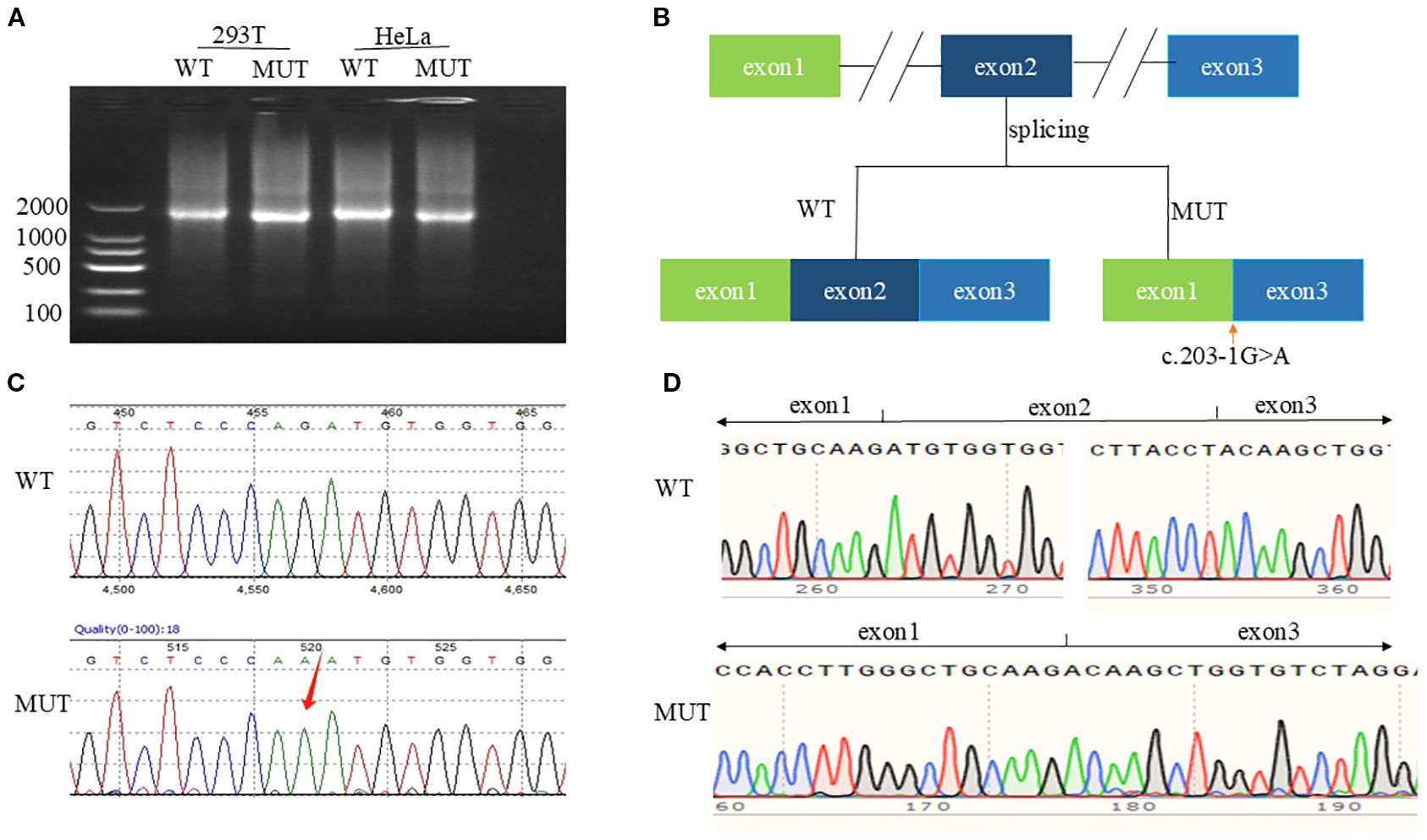 (A) Gel electrophoresis showing DNA bands for 293T and HeLa cells in wild type (WT) and mutant (MUT) forms. (B) Diagram of exon organization and splicing differences between WT and MUT, highlighting a c.203-1G>A mutation. (C) Sequencing chromatograms for WT and MUT, with a red arrow indicating mutation location. (D) Detailed sequencing showing exon 1 to exon 3 for WT and MUT, illustrating sequence variations.