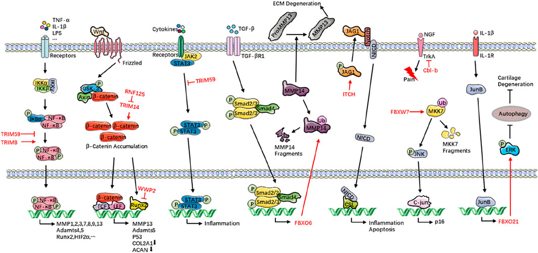Cell signaling pathways involved in inflammatory and degenerative processes. Pathways depict interactions involving TNF-α, IL-1β, Wnt, TGF-β, and NGF receptors. Includes roles of proteins like NF-κB, β-catenin, STAT3, Smad, and JNK. Key regulators, such as TRIM59, TRIM14, ITCH, and FBXW7, influence processes like β-catenin accumulation, ECM degeneration, inflammation, apoptosis, and autophagy. The diagram shows connections leading to gene transcription influencing MMPs, Runx2, and other factors involved in cartilage degeneration and pain signaling.