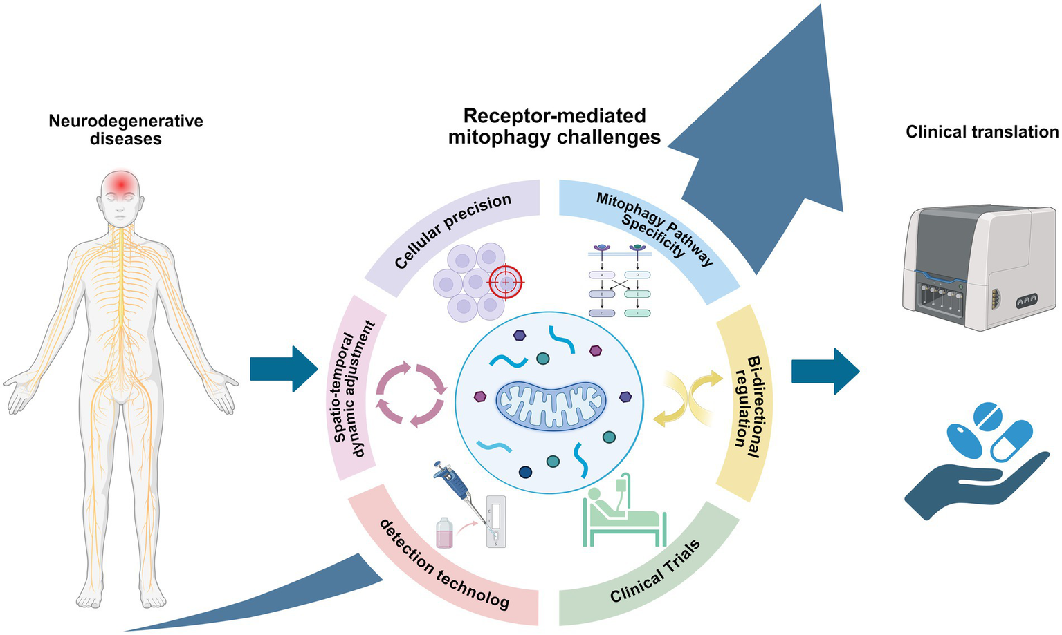 Diagram illustrating receptor-mediated mitophagy challenges in neurodegenerative diseases, featuring circular elements depicting cellular precision, pathway specificity, dynamic adjustments, detection technology, clinical trials, and bi-directional regulation. An arrow connects the diagram to clinical translation, represented by medical equipment and medicine.