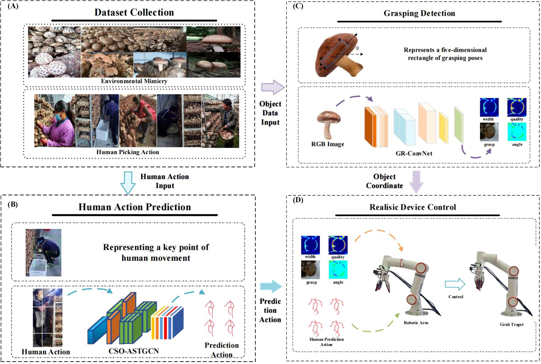 Diagram showing the process of detecting and predicting human action for robotic control in mushroom picking. (A) Dataset Collection: Images of mushrooms and individuals picking them. (B) Human Action Prediction: Key points of movement are identified using CSO-ASTGCN. (C) Grasping Detection: Grasping poses are analyzed with GR-ConvNet using RGB images. (D) Realistic Device Control: Predicted actions guide robotic arm movements to grab mushrooms.