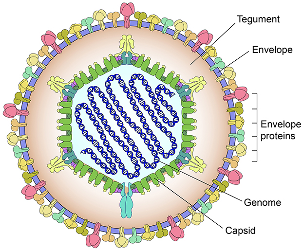 Illustration of a virus structure with labeled components: the outer layer is the envelope, followed by the tegument and envelope proteins. Inside are the capsid and the coiled genome. Different colors represent each part.