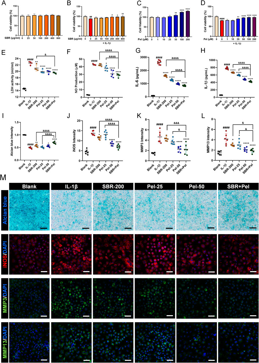 Graphs and images show the effects of different treatments on cell viability, LDH activity, NO production, cytokine levels, and protein expression. Panels A-D depict bar graphs of cell viability with various doses of SBR and Pel, with or without IL-1β. Panels E-L display scatter plots comparing enzyme and cytokine activities across different conditions. Panel M presents microscopic images stained with Alcian blue, iNOS/DAPI, MMP3/DAPI, and MMP13/DAPI for treatments including Blank, IL-1β, SBR-200, Pel-25, Pel-50, and SBR+Pel, indicating variations in staining intensity and distribution.