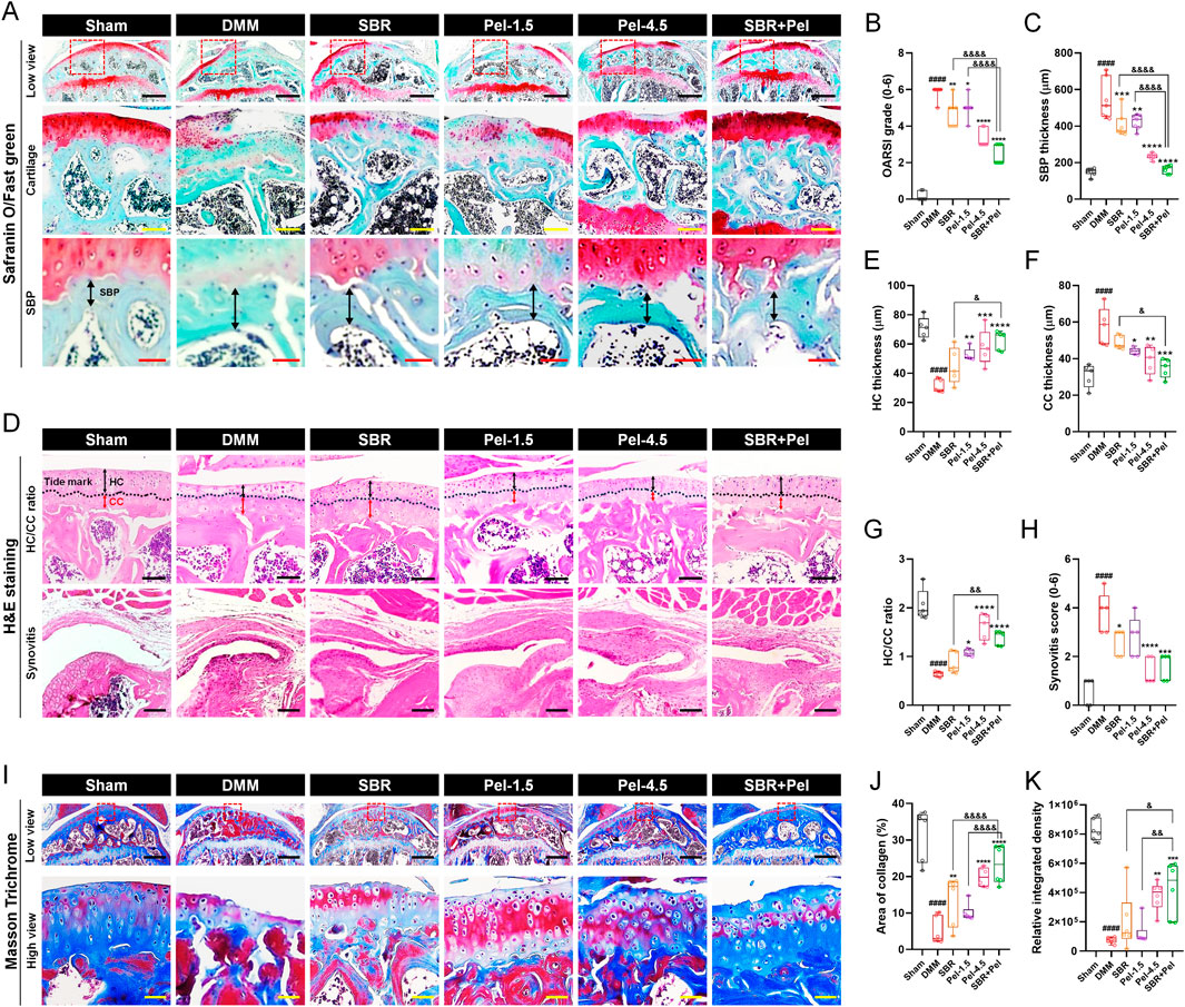Histological analyses of knee joint cartilage with various treatments, displayed across panels A, D, and I. Panel A shows Safranin O/Fast Green staining, highlighting cartilage structure. Panel D presents H&E staining, indicating synovial tissue and cartilage integrity. Panel I exhibits Masson Trichrome staining, illustrating collagen distribution. Graphs B, C, E–H, J, and K show quantitative analyses of OARSI score, SBP thickness, HC thickness, CC thickness, HCCC ratio, synovitis score, collagen area, and relative integrated density, respectively. Each treatment group includes Sham, DMM, SBR, Pel-1.5, Pel-4.5, and SBR+Pel, with comparative statistical significance indicated.