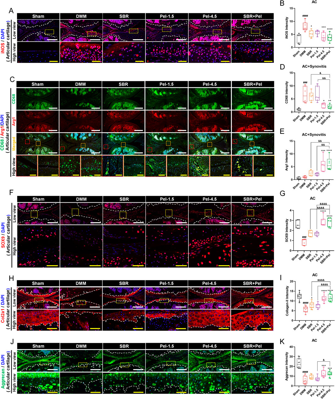 Scientific image featuring fluorescent staining of tissue samples across different treatment groups: Sham, DMM, SBR, Pel-1.5, Pel-4.5, and SBR+Pel. Panels (A, C, F, H, J) show detailed histological views and high magnification insets with varying marker expressions (iNOS, CD68, Arg1, SOX9, Col2a1, Aggrecan) stained in colors such as magenta, red, and green. Corresponding box plots (B, D, E, G, I, K) display quantitative intensity measurements of these markers, indicating statistical differences among the groups. Scale bars are present in several images.