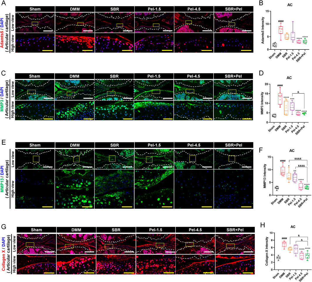 Fluorescent microscopy images and box plots compare cartilage tissue under different conditions: Sham, DMM, SBR, Pel-1.5, Pel-4.5, and SBR+Pel. Panels A, C, E, and G show stained sections indicating levels of The study results include ADAMTS5, MMP3, MMP13, and Collagen X, with DAPI as a counterstain. Panels B, D, F, and H present box plots quantifying fluorescence intensity for each marker, revealing differences across treatments. Yellow scale bars are included in images. Asterisks and hashtags denote statistical significance.