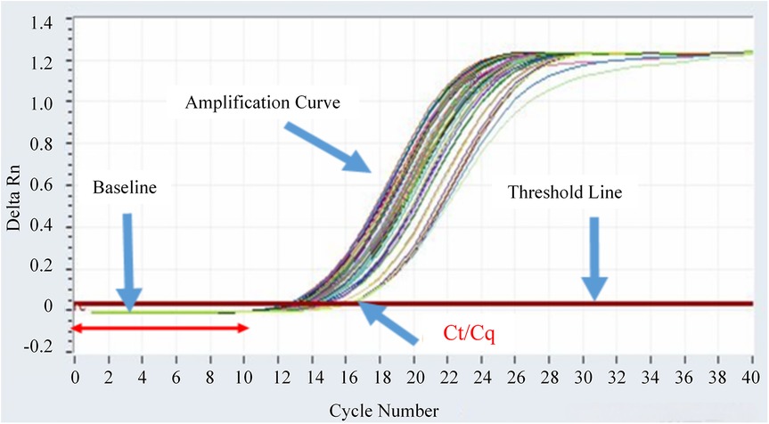 Real-time PCR amplification plot showing Delta Rn (y-axis) against Cycle Number (x-axis). The baseline is marked at cycles two to twelve. The amplification curve rises and crosses the threshold line at cycle sixteen, indicating the Ct/Cq value.