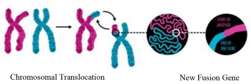 Diagram illustrating chromosomal translocation. Two chromosomes in blue and pink exchange segments, creating a fusion gene. The process is outlined with arrows, leading to the fusion of two gene parts, labeled \