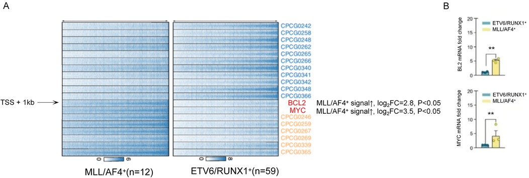 Panel A shows two heatmaps comparing chromatin occupancy between MLL/AF4+ (n=12) and ETV6/RUNX1+ (n=59) groups, with specific genes highlighted. Panel B displays bar graphs showing higher BCL2 and MYC mRNA fold changes in MLL/AF4+ compared to ETV6/RUNX1+, indicated with asterisks for significance.