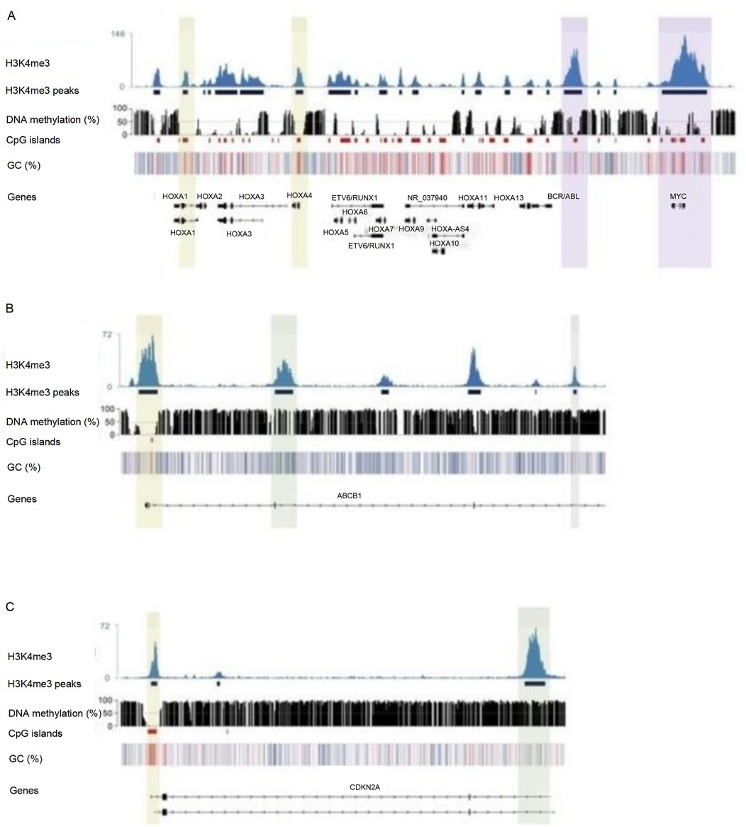 Three graphs labeled A, B, and C display data on H3K4me3 peaks, DNA methylation percentages, CpG islands, GC content, and gene location. Graph A highlights genes like HOXA1 and MYC. Graph B focuses on the ABCB1 gene, while Graph C emphasizes the CDKN2A gene. Peaks represent H3K4me3 data, and bars indicate DNA methylation levels beneath the blue peaks. CpG islands are displayed below the methylation data, and GC content is represented with colored bars. Each section illustrates distinct genomic regions and epigenetic modifications.