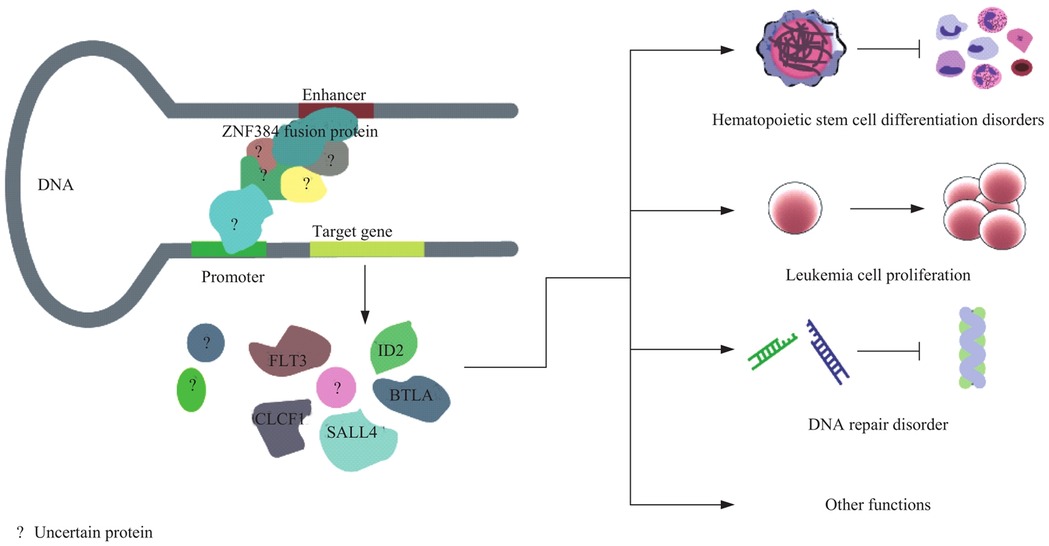 Diagram illustrating the ZNF384 fusion protein interacting with DNA regions like the promoter and enhancer, affecting target gene expression. It shows pathways leading to hematopoietic stem cell differentiation disorders, leukemia cell proliferation, and DNA repair disorder. Proteins such as FLT3, ID2, CLCF1, SALL4, and BTLA are depicted, with some proteins marked as uncertain. Arrows signify various biological outcomes.