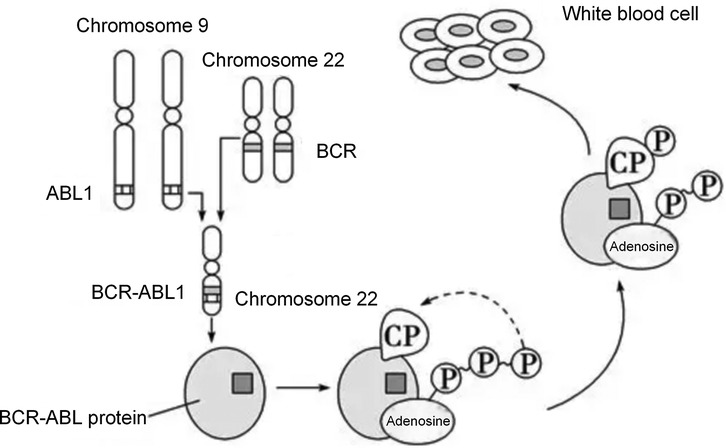 Diagram showing the formation of the BCR-ABL1 fusion gene. Chromosome 9, containing ABL1, and Chromosome 22, containing BCR, undergo a translocation, forming the BCR-ABL1 gene on a modified Chromosome 22. This leads to the production of the BCR-ABL protein. The protein interacts with adenosine triphosphate (ATP), facilitating continual cell signaling and leading to abnormal white blood cell production, as represented by CP (cell proliferation) labels.