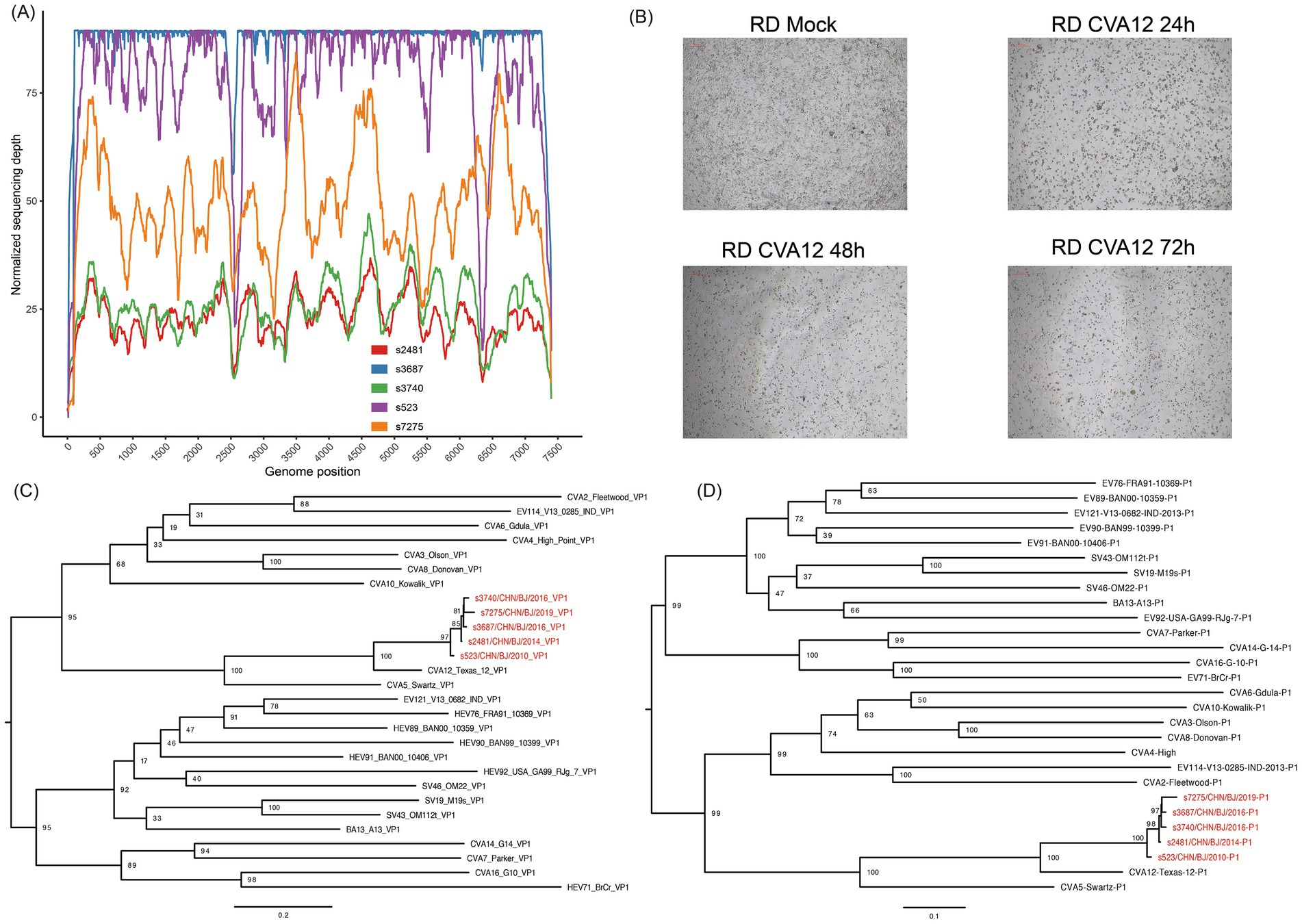 (A) Line graph showing normalized sequencing depth across genome positions for different samples, each in distinct colors. (B) Four micrographs: RD Mock, RD CVA12 at 24 hours, 48 hours, and 72 hours, showing varying cell densities. (C) Phylogenetic tree with various virus strains, highlighting five samples in red. (D) Another phylogenetic tree with virus strains labeled, including highlighted samples in red.