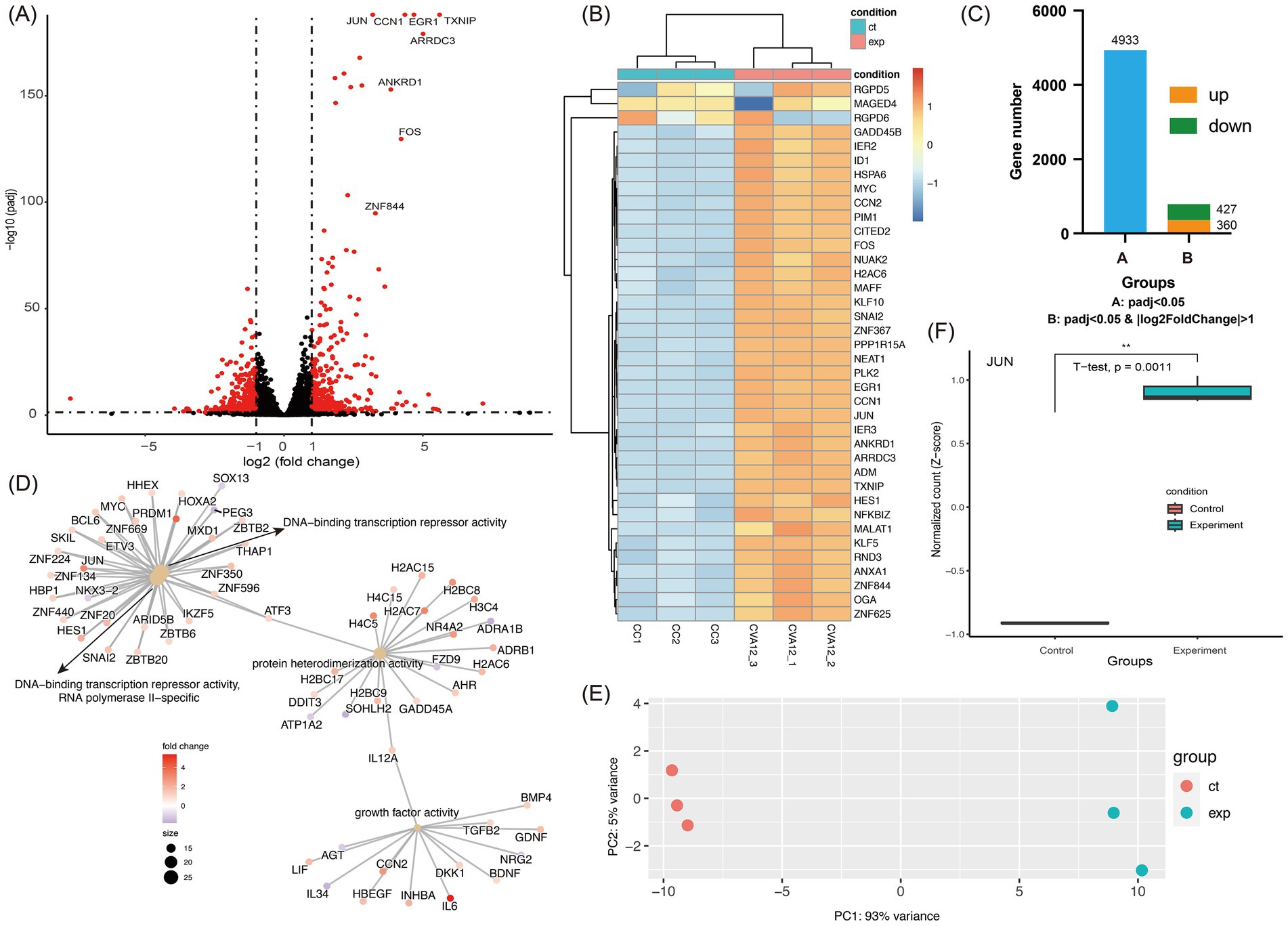 (A) A volcano plot showing log2 fold change against -log10 p-value, highlighting significant genes. (B) Heatmap of gene expression across conditions with clustering. (C) Bar chart displaying the number of upregulated and downregulated genes in groups A and B. (D) Network diagram illustrating gene ontology terms and interactions based on fold change and node size. (E) PCA plot depicting variance with two principal components and group differentiation. (F) Box plot comparing normalized gene counts for JUN between control and experiment groups with statistical significance indicated.