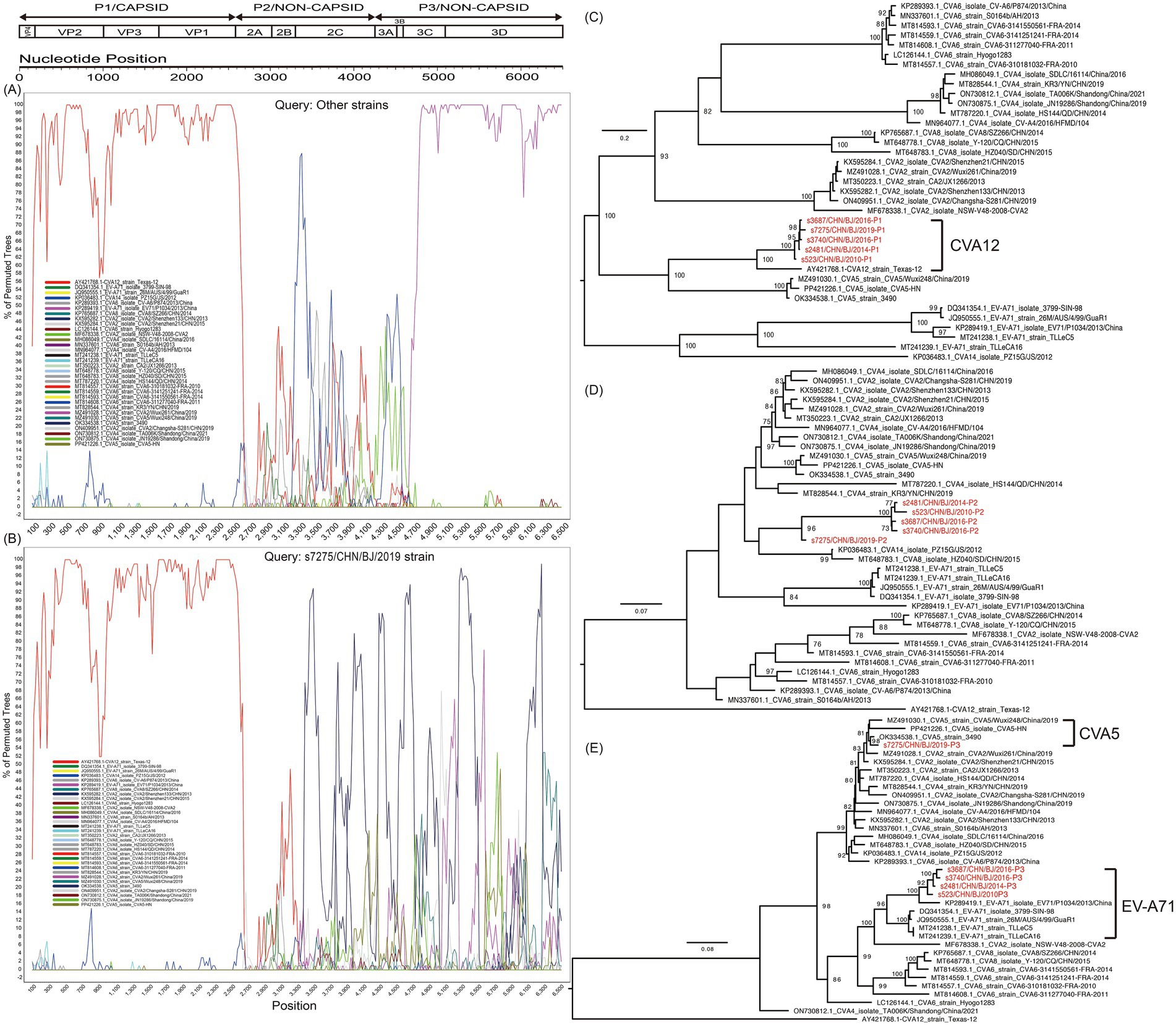 Genomic comparison image showing two panels (A and B) illustrating similarity plots with nucleotide positions for various strains. Panels C, D, and E display phylogenetic trees, with strains highlighted in red. The phylogenetic trees classify strains into groups like CVA12, CVA5, and EV-A71. The trees indicate genetic relationships and evolutionary distances.
