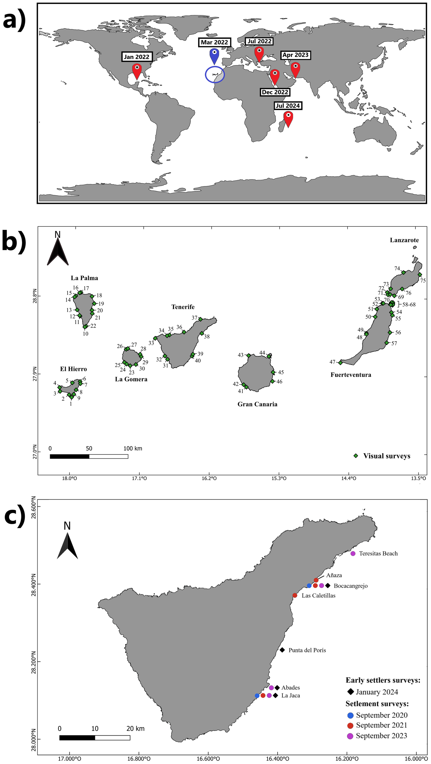 Map showing three panels: a) Global locations with dates marked, indicating research or survey events from January 2022 to July 2024. b) Detailed map of Canary Islands, showing survey locations marked with numbers on islands such as Tenerife, Gran Canaria, and Lanzarote. c) Map of Tenerife highlighting specific study sites like Teresitas Beach and Punta del Porís, labeled with settlement and recruitment survey dates. Arrows and scale bars provide orientation and distance measurements.