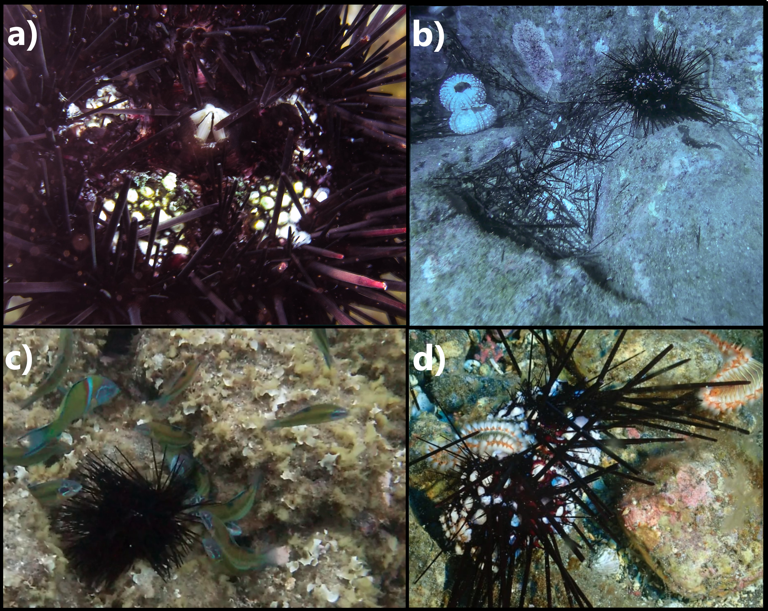 a) Close-up of a sea urchin with long, black spines and visible mouthparts. b) Sea urchin with black spines situated on a rocky seabed, next to a white shell. c) Sea urchin in a coral environment surrounded by small, colorful fish. d) Sea urchin with prominent spines on a rock, accompanied by orange-ringed marine invertebrates.
