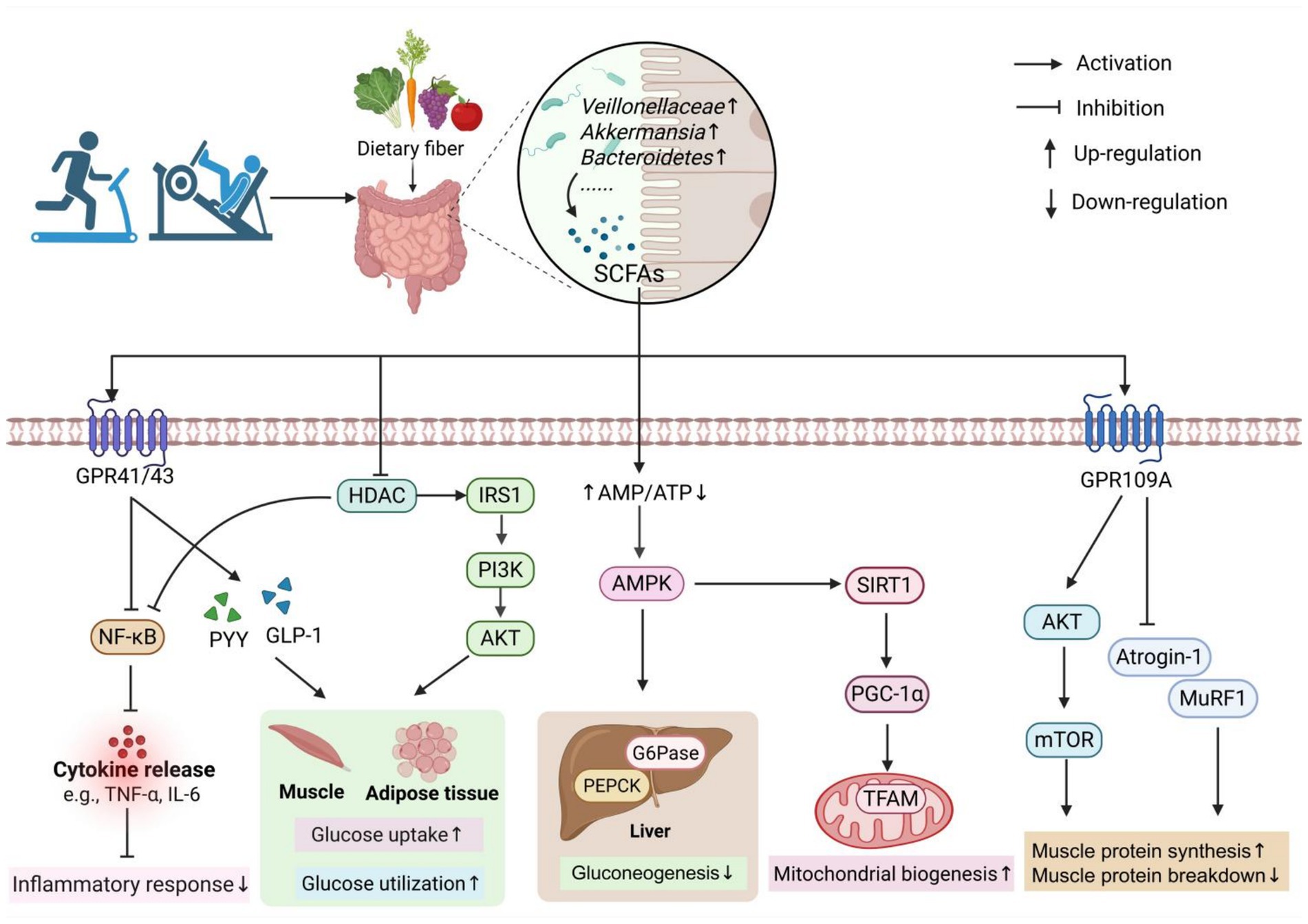 Diagram illustrating the effects of dietary fiber and exercise on gut microbiota and metabolism. Exercise and dietary fiber lead to an increase in short-chain fatty acids (SCFAs), which activate receptors like GPR41/743 and GPR109A. This affects pathways involving NF-κB, PYY, GLP-1, and others, resulting in enhanced glucose uptake and utilization in muscle and adipose tissue, reduced gluconeogenesis in the liver, increased mitochondrial biogenesis, and muscle protein synthesis. Arrows indicate activation, inhibition, up-regulation, or down-regulation in the pathways.