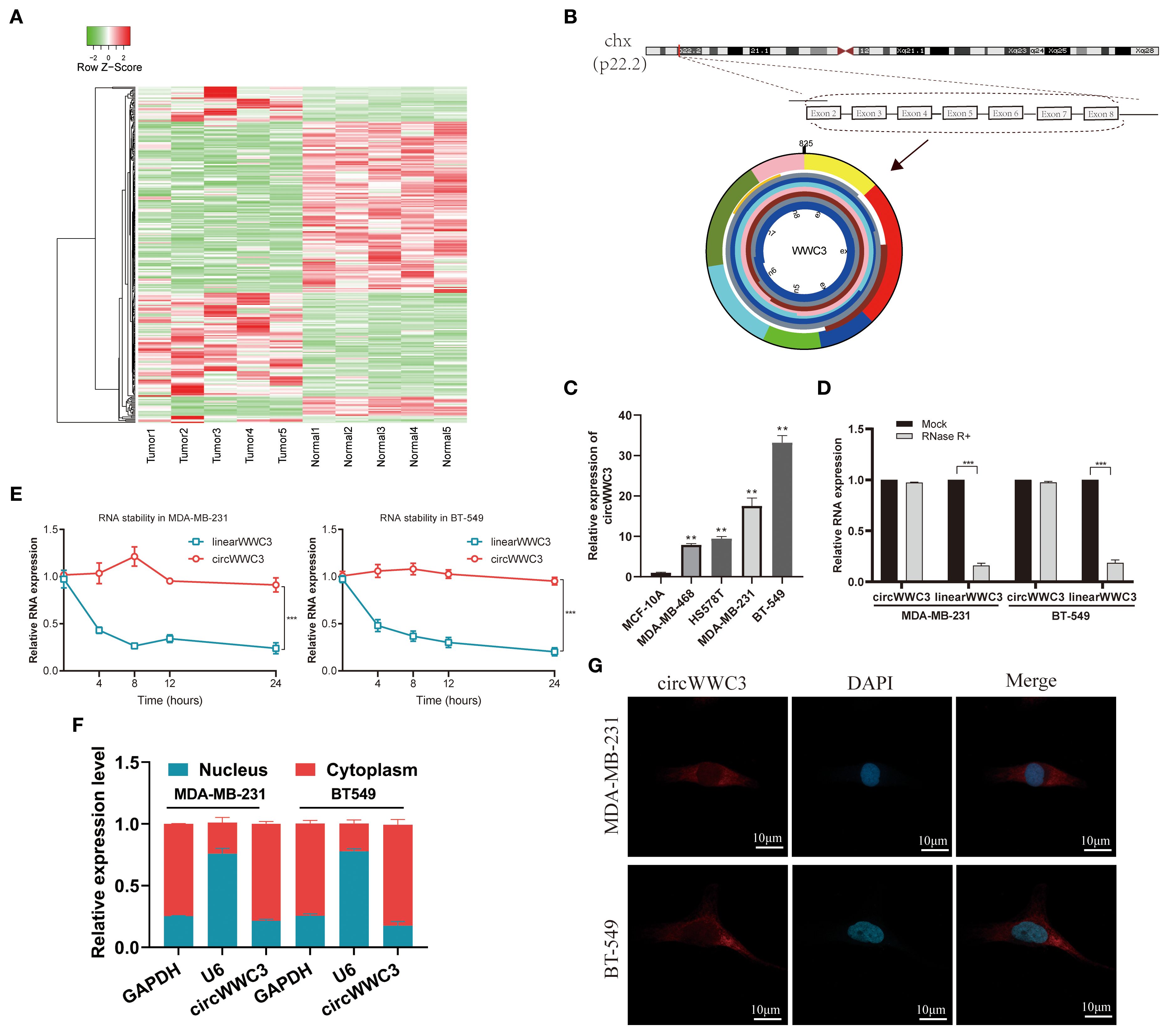 Panel A displays a heatmap of gene expression in tumor versusnormal samples. Panel B illustrates the genomic location and structure of circWWC3. Panel C shows a bar graph of circWWC3 expression in different cell lines, with higher levels in BT-549. Panel D features a bar chart comparing RNA expression under mock and RNase R treatment in MDA-MB-231 and BT-549 cells. Panel E includes line graphs of RNA stability for linear and circular WWC3 in two cell lines over 24 hours. Panel F presents a bar graph of RNA expression in nucleus and cytoplasm. Panel G provides fluorescence microscopy images showing circWWC3 localization in MDA-MB-231 and BT-549 cells.