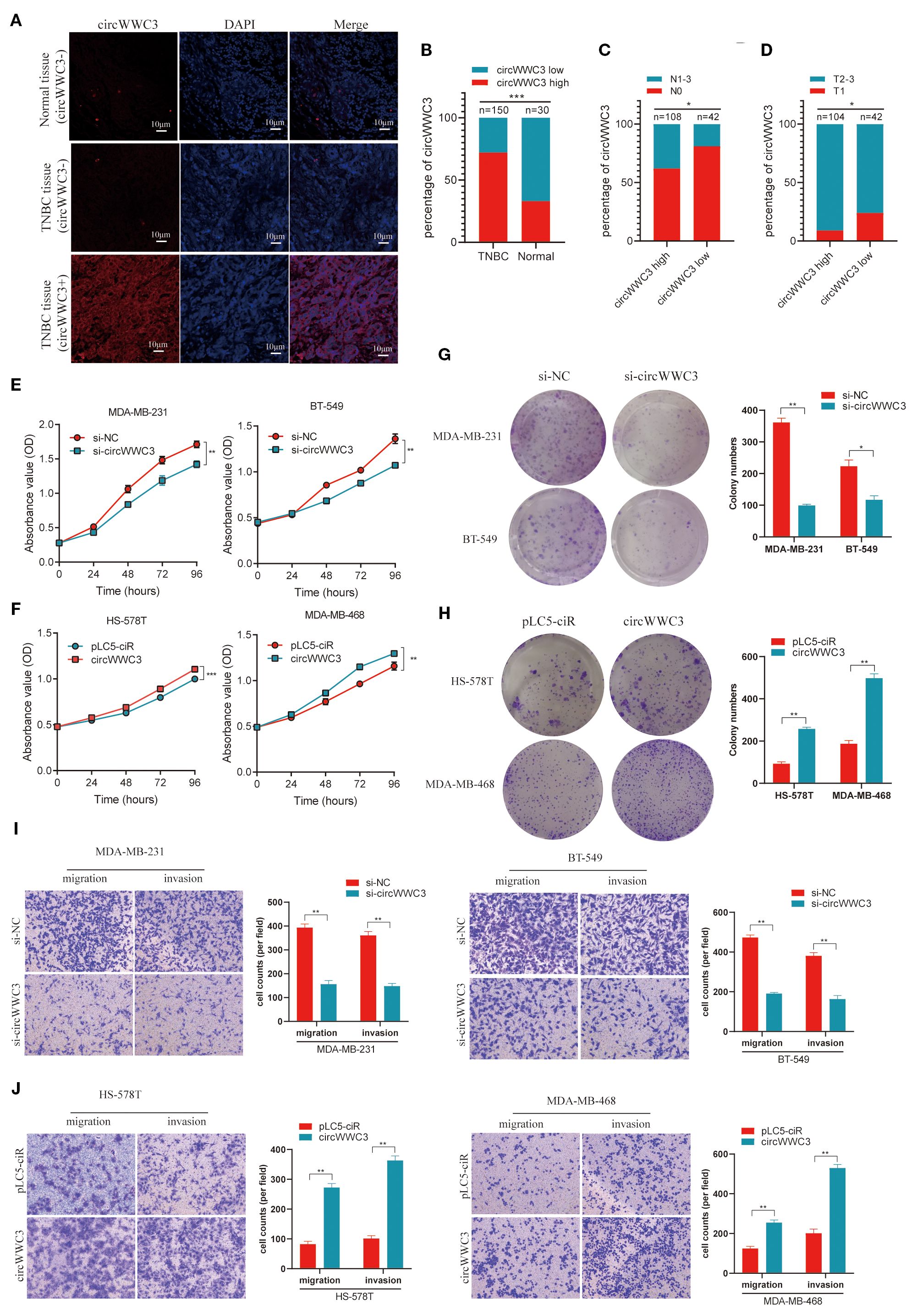 A scientific figure showing multiple panels related to circWWC3 expression and its effects. Panel A displays tissue staining with varying circWWC3 expression in normal and TNBC tissues. Panels B, C, and D are bar graphs comparing circWWC3 levels in different conditions. Panels E and F show line graphs of absorbance over time for cell lines with altered circWWC3 expression. Panels G and H depict colony formation assays with associated bar graphs. Panels I and J show images of migration and invasion assays, with bar graphs depicting cell counts. Statistical significance is indicated with asterisks.