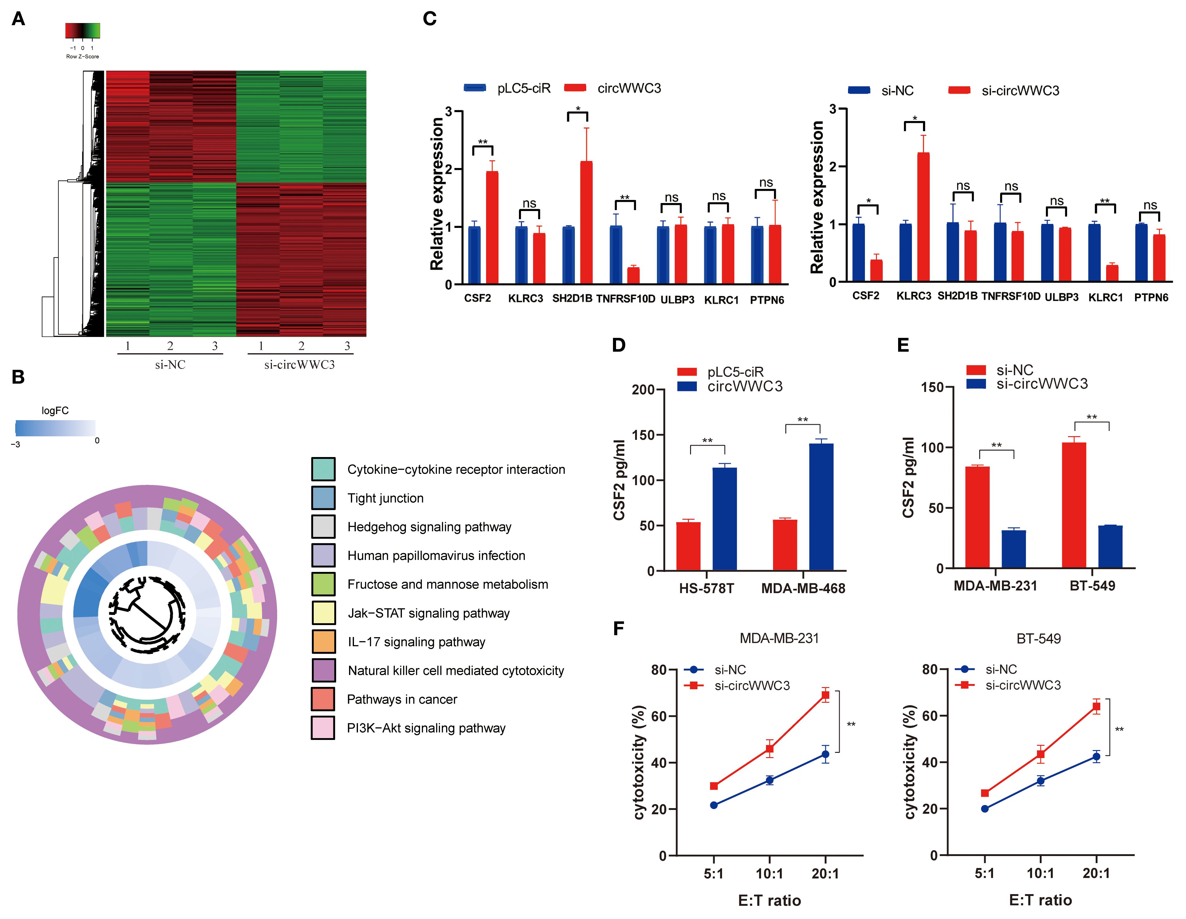 The figure includes multiple panels analyzing gene expression and cytotoxicity. Panel A shows a heatmap comparing gene expression between si-NC and si-circWWC3 groups, with genes colored from green to red. Panel B presents a circular diagram illustrating various signaling pathways affected by the conditions, based on logFC values. Panel C includes bar graphs of relative expression levels of various genes in two groups. Panels D and E display bar graphs of CSF2 levels (pg/mL) in specified cell lines with significant differences marked. Panel F features line graphs comparing cytotoxicity percentages across different E:T ratios, showing significant differences.