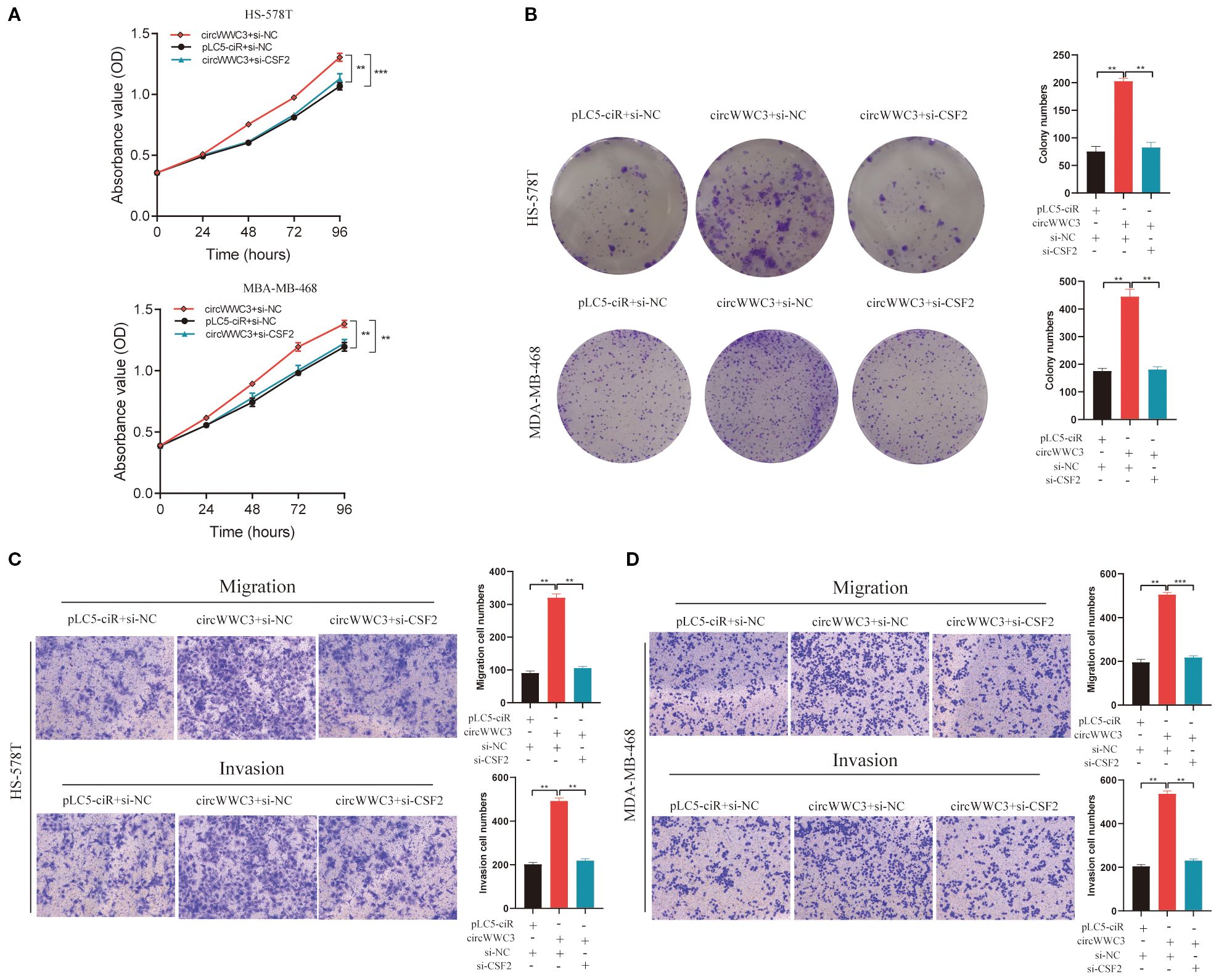 A multi-panel scientific figure displays experiments on cell lines HS-578T and MDA-MB-468. Panel A shows growth curves with absorbance over time, indicating different treatments. Panel B features colony formation assays with bar graphs illustrating quantified results. Panels C and D include images of migration and invasion assays with accompanying bar graphs. The data highlights effects of various treatments, with significant differences indicated by asterisks.