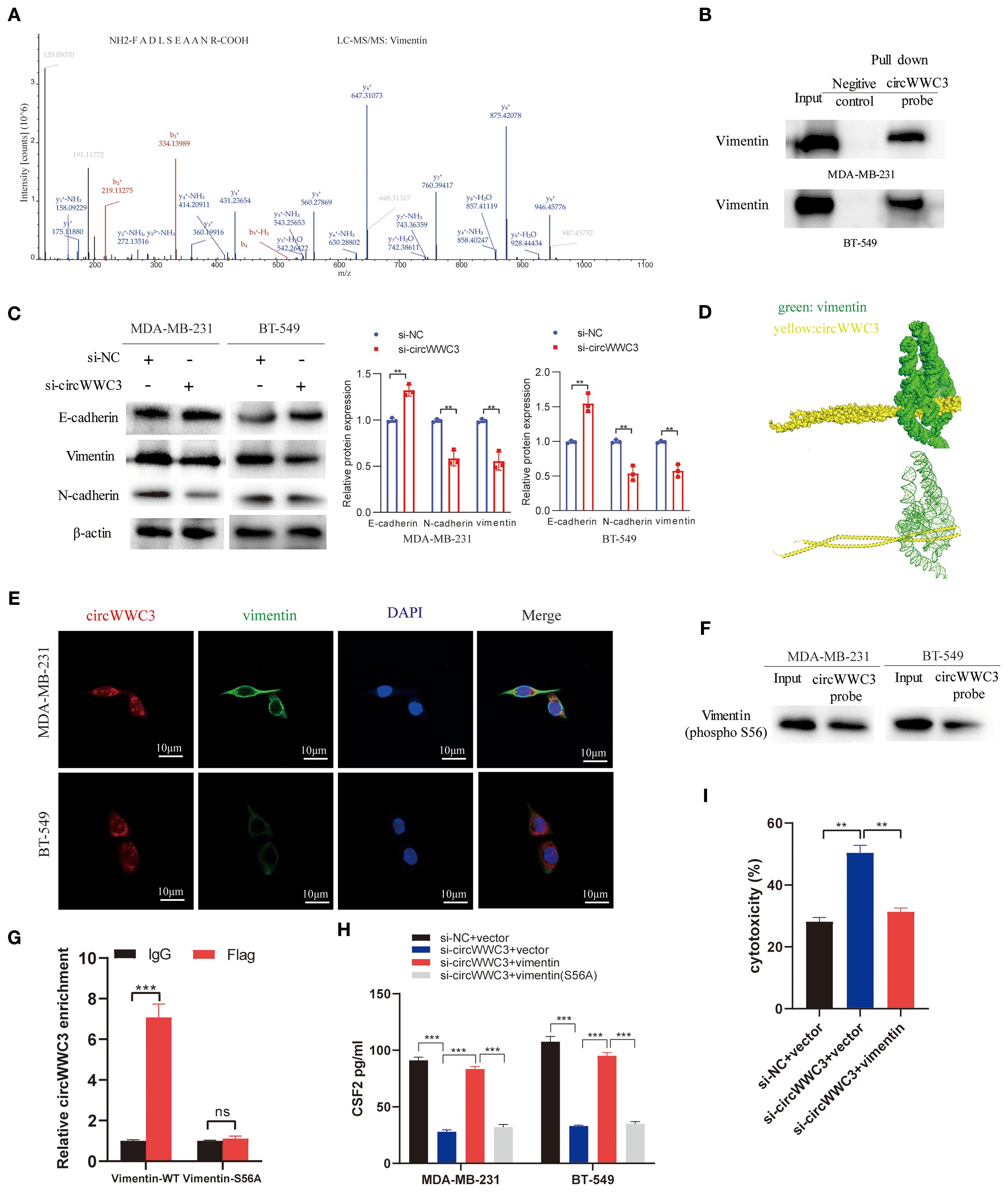 A multi-panel image showing various analyses involving vimentin and circWWC3 in MDA-MB-231 and BT-549 cells. (A) Mass spectrometry spectra for identifying vimentin. (B) Western blot showing pull-down assay results, indicating vimentin interaction with circWWC3. (C) Western blot and bar graphs showing protein expression levels for E-cadherin, N-cadherin, and vimentin with siRNA treatment. (D) Structural visualization depicting interactions between vimentin (green) and circWWC3 (yellow). (E) Fluorescent microscopy images displaying localization of circWWC3 and vimentin. (F) Western blot showing phosphorylated vimentin. (G) Bar graph indicating enrichment of circWWC3. (H) CSF2 levels shown in bar graph format. (I) Bar graph depicting cytotoxicity percentages under different conditions.