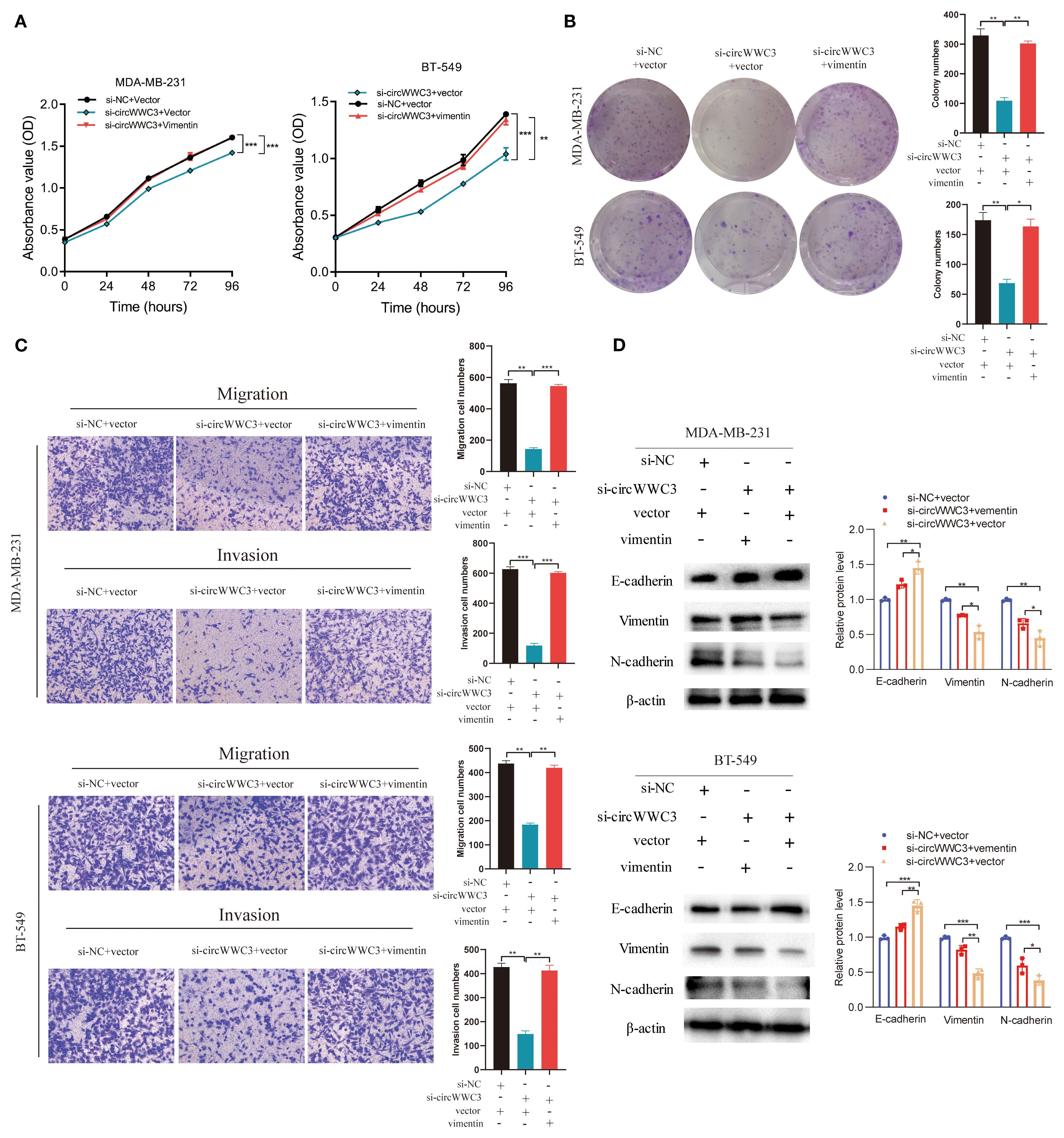 Panel A shows line graphs depicting absorbance values over time for cells: MDA-MB-231 and BT-549, with significant differences among groups. Panel B features cell colony images with bar graphs showing quantification for each treatment. Panel C displays stained images of migration and invasion assays in MDA-MB-231 and BT-549 cells, with corresponding bar graphs. Panel D includes Western blots of protein expressions (E-cadherin, Vimentin, N-cadherin, and beta-actin) and bar charts illustrating relative protein levels for each group, indicating significant differences.