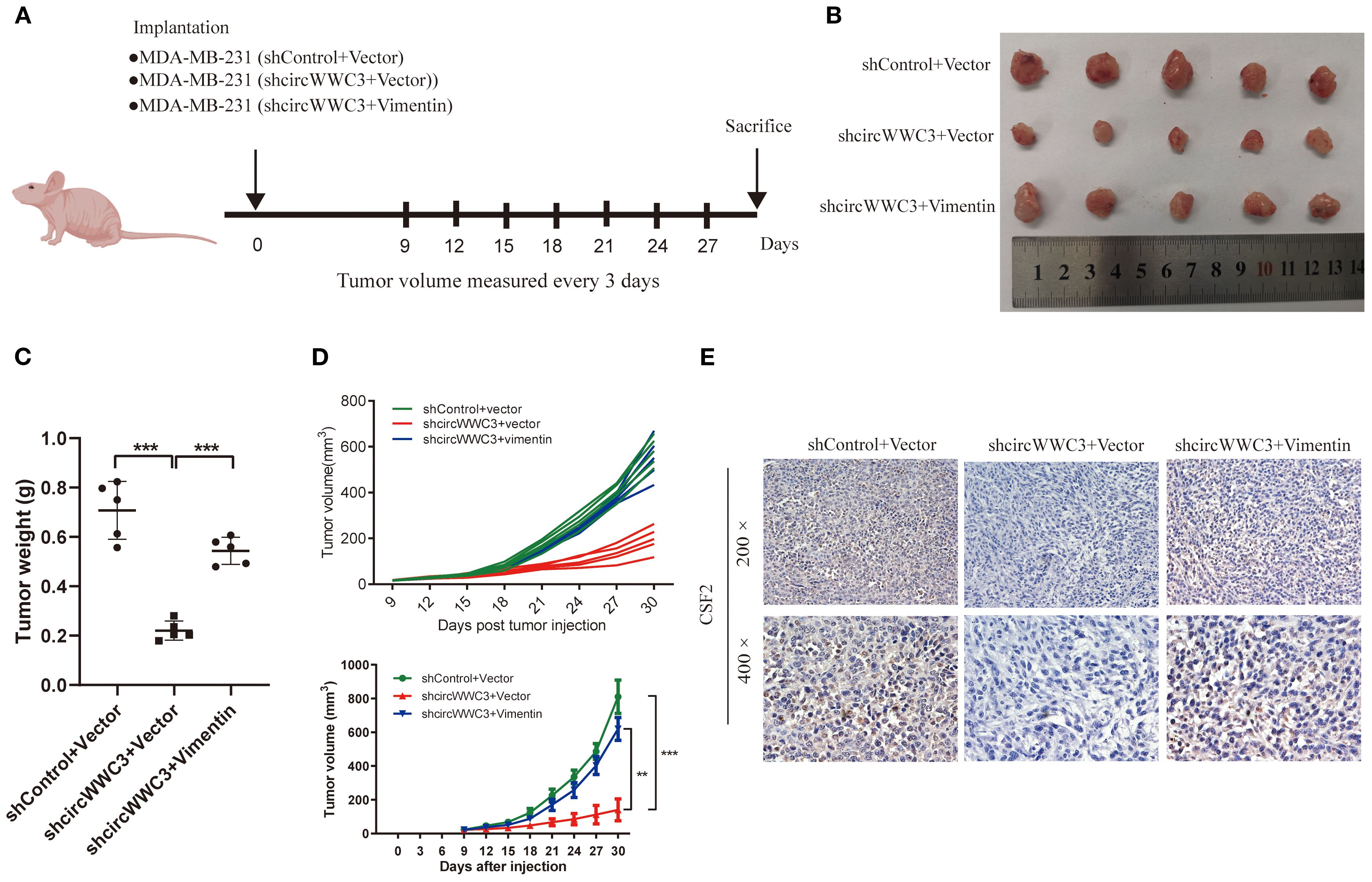 Panel A shows a timeline of tumor implantation and measurement every three days in mice. Panel B displays excised tumors from three groups: shControl+Vector, shcircWWC3+Vector, and shcircWWC3+Vimentin, arranged alongside a ruler for scale. Panel C presents a bar graph comparing tumor weights for each group, indicating significant differences. Panel D contains line graphs showing tumor volume growth over time, with shcircWWC3+Vimentin resulting in the smallest increase. Panel E includes tissue sections from each group at two magnifications (x200 and x400) showing cellular differences.