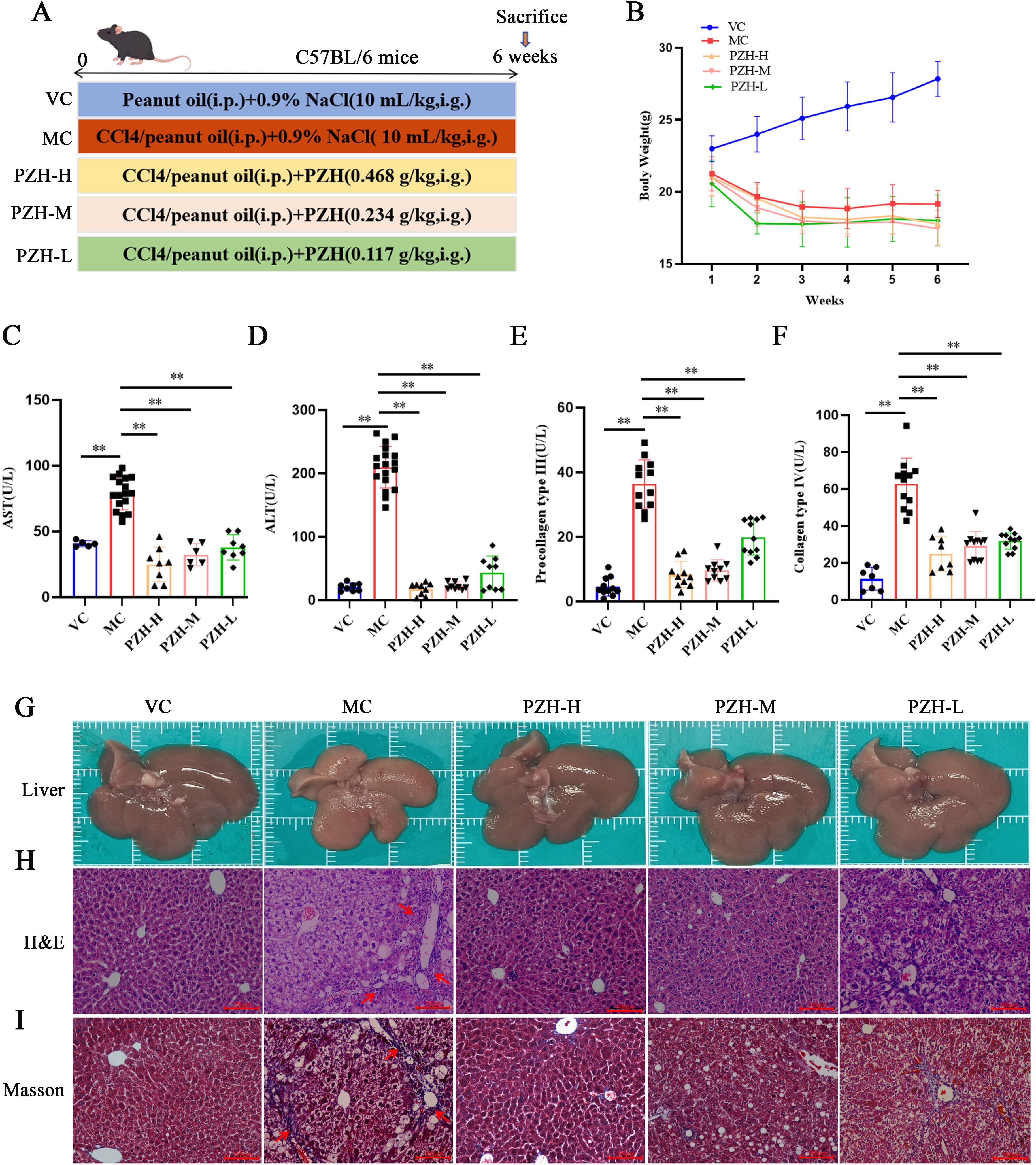 Schematic and data visualization of a mouse study examining the effects of different treatments on liver health. Panel A describes a six-week experimental setup involving C57BL/6 mice subjected to different treatments, such as peanut oil, CCl4, and varying doses of PZH. Panel B shows a line graph of body weight changes over six weeks for different groups. Panels C to F present bar graphs comparing enzyme and protein levels such as AST, ALT, procollagen type III, and collagen type IV. Panels G to I show images of mouse livers and histological analysis using H&E and Masson staining, highlighting differences among groups.